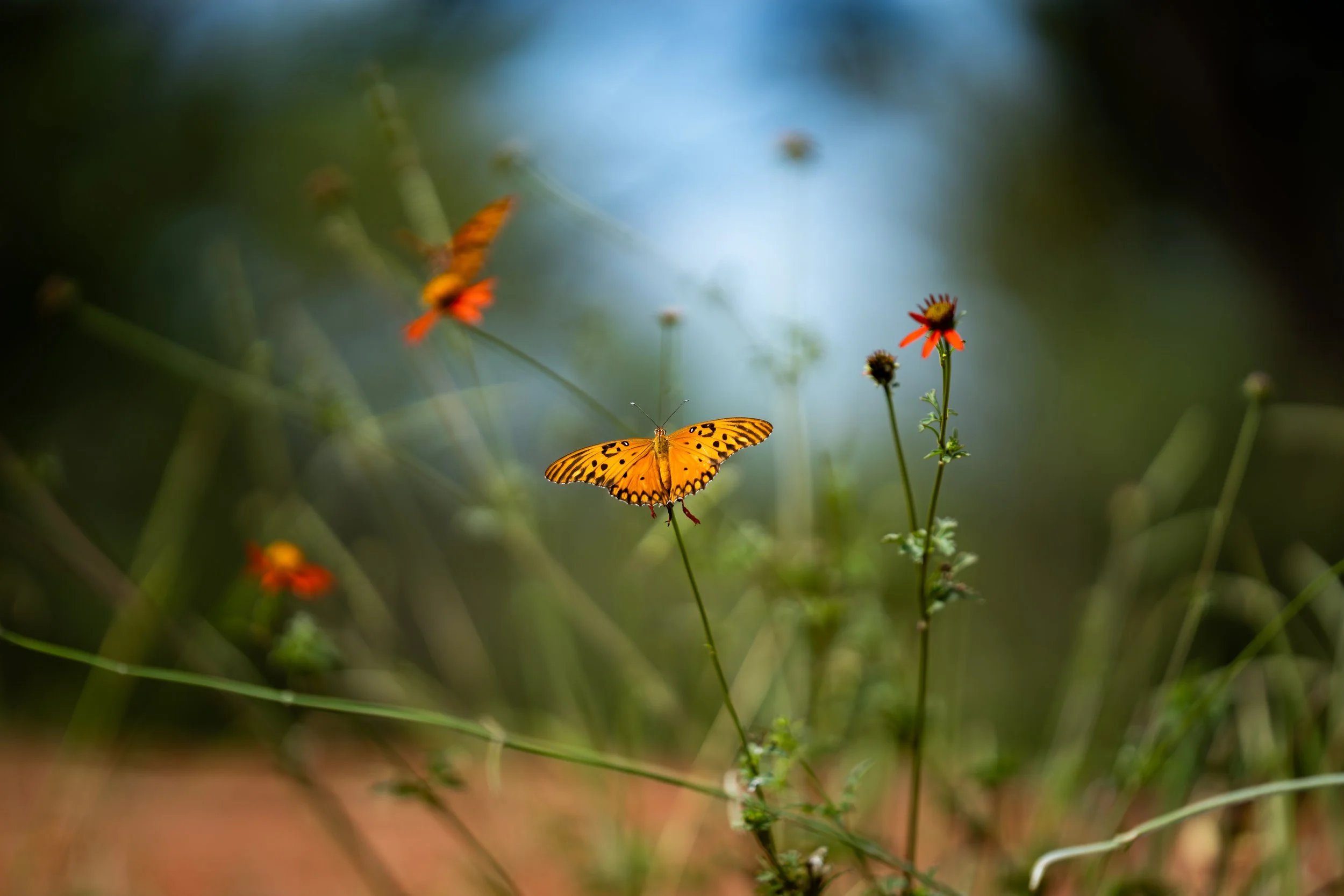 Orange butterfly on wildflowers in a meadow.