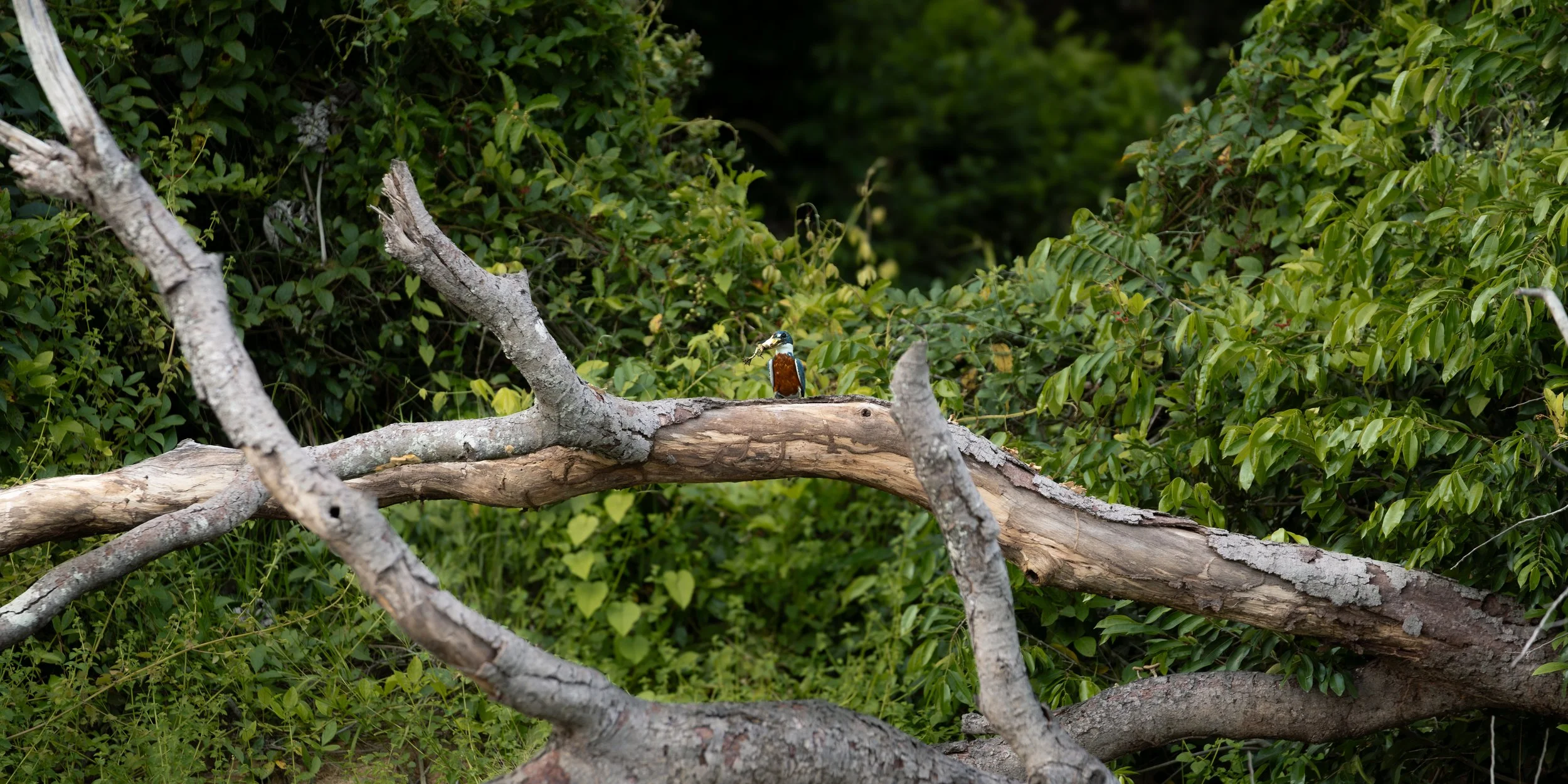 Kingfisher perched on a fallen tree branch in a lush green forest environment.