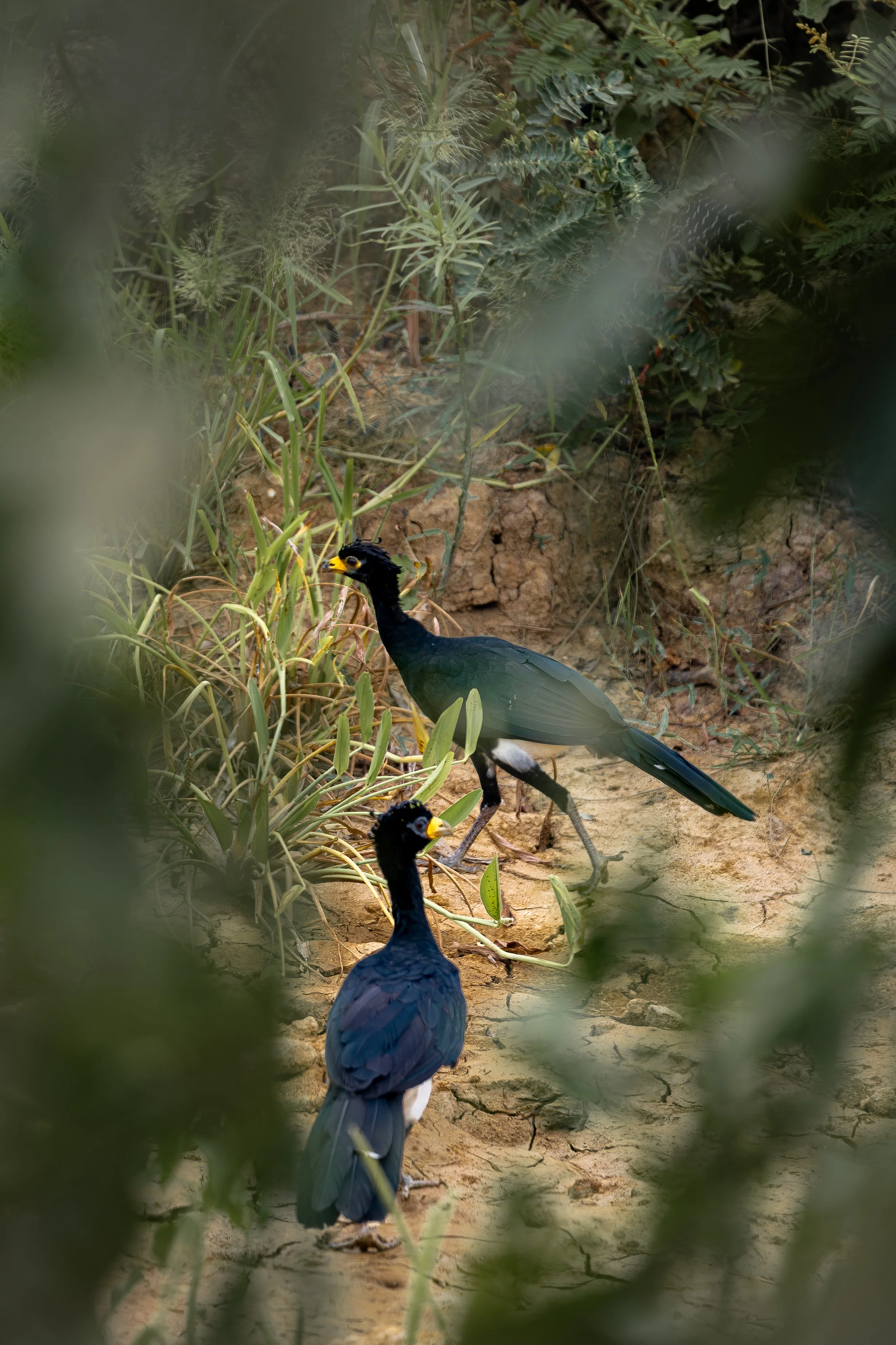 Two black, glossy birds with crest-like head feathers and yellow markings foraging on dry, cracked soil, surrounded by green vegetation. Crax rubra