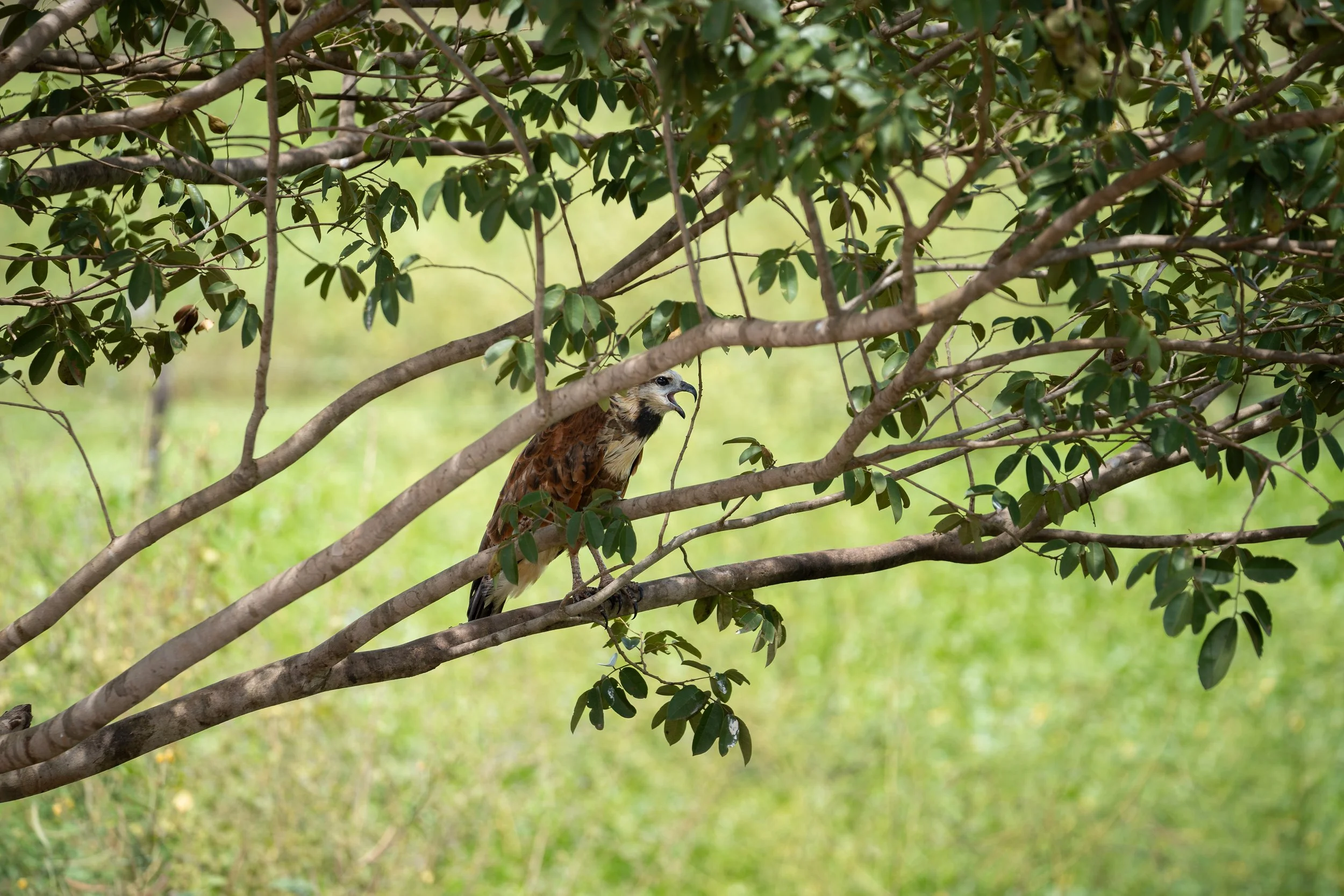 A raptor, possibly a hawk, perched on a tree branch with green leaves, amidst a blurred green background.