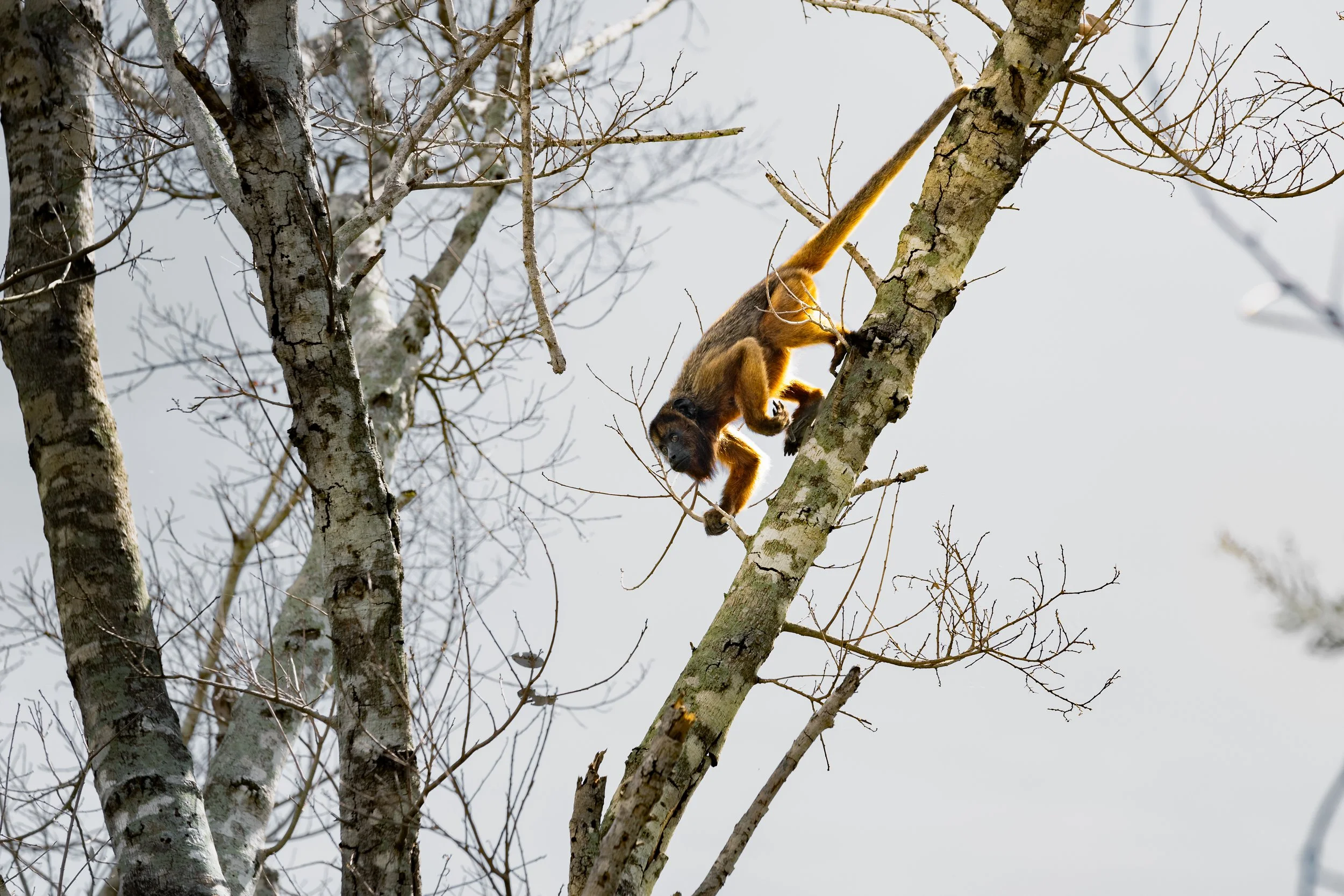 A howler monkey climbing a tree with bare branches against a gray sky.