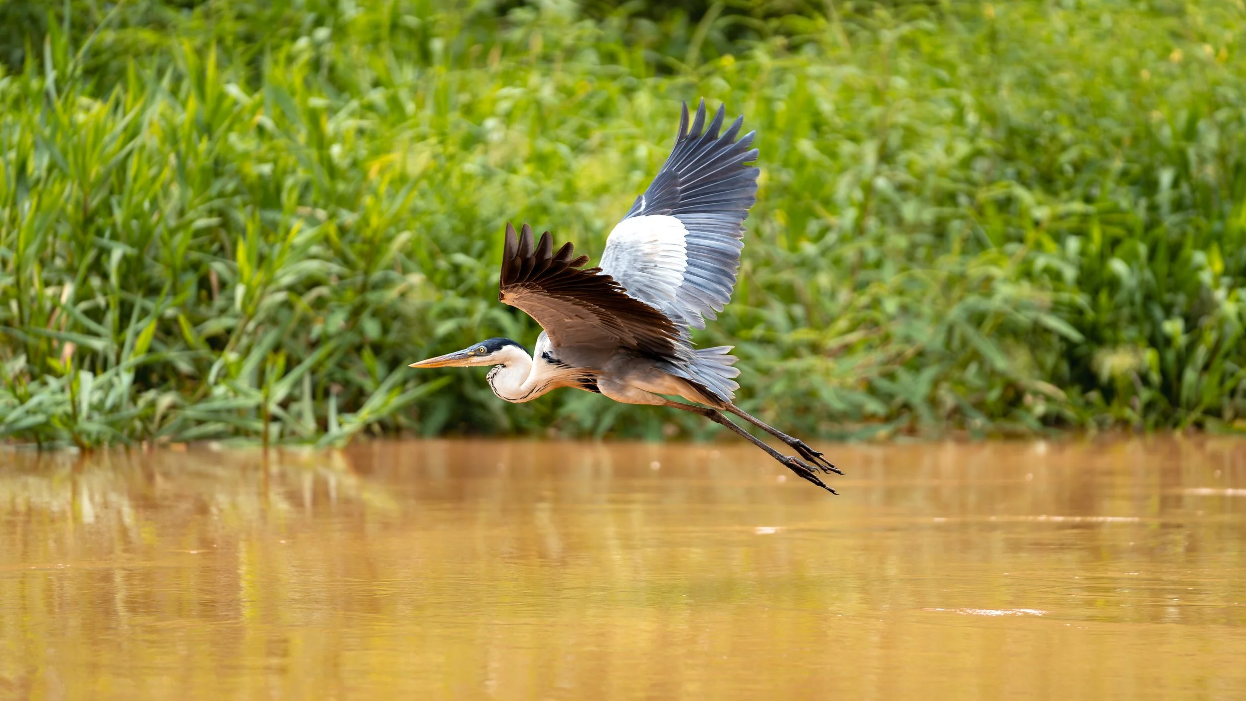 Great blue heron flying low over a muddy river with green vegetation in the background.