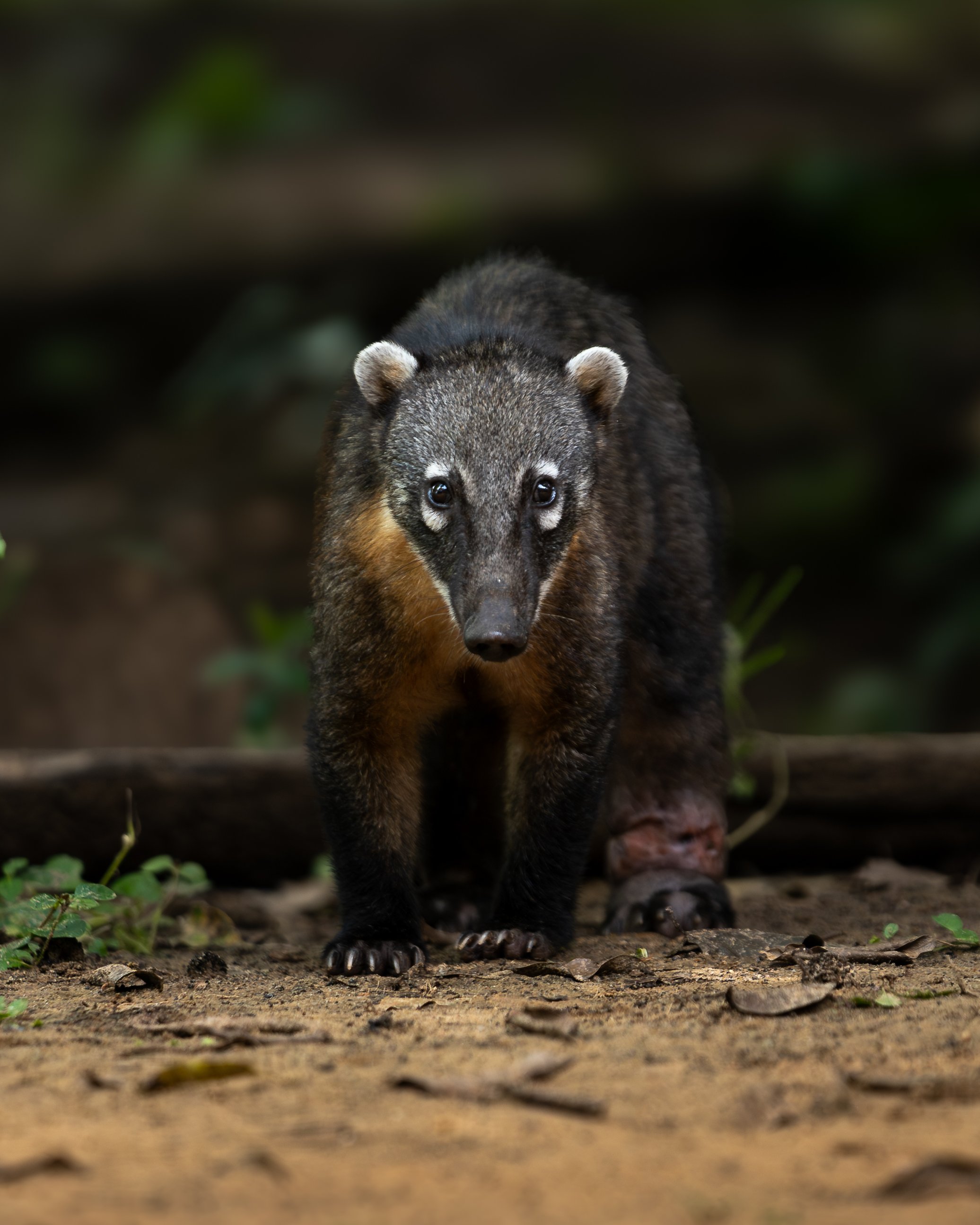 A coati with dark fur, distinctive facial markings, and a long snout standing on a forest floor with foliage in the background on the transpantaneira