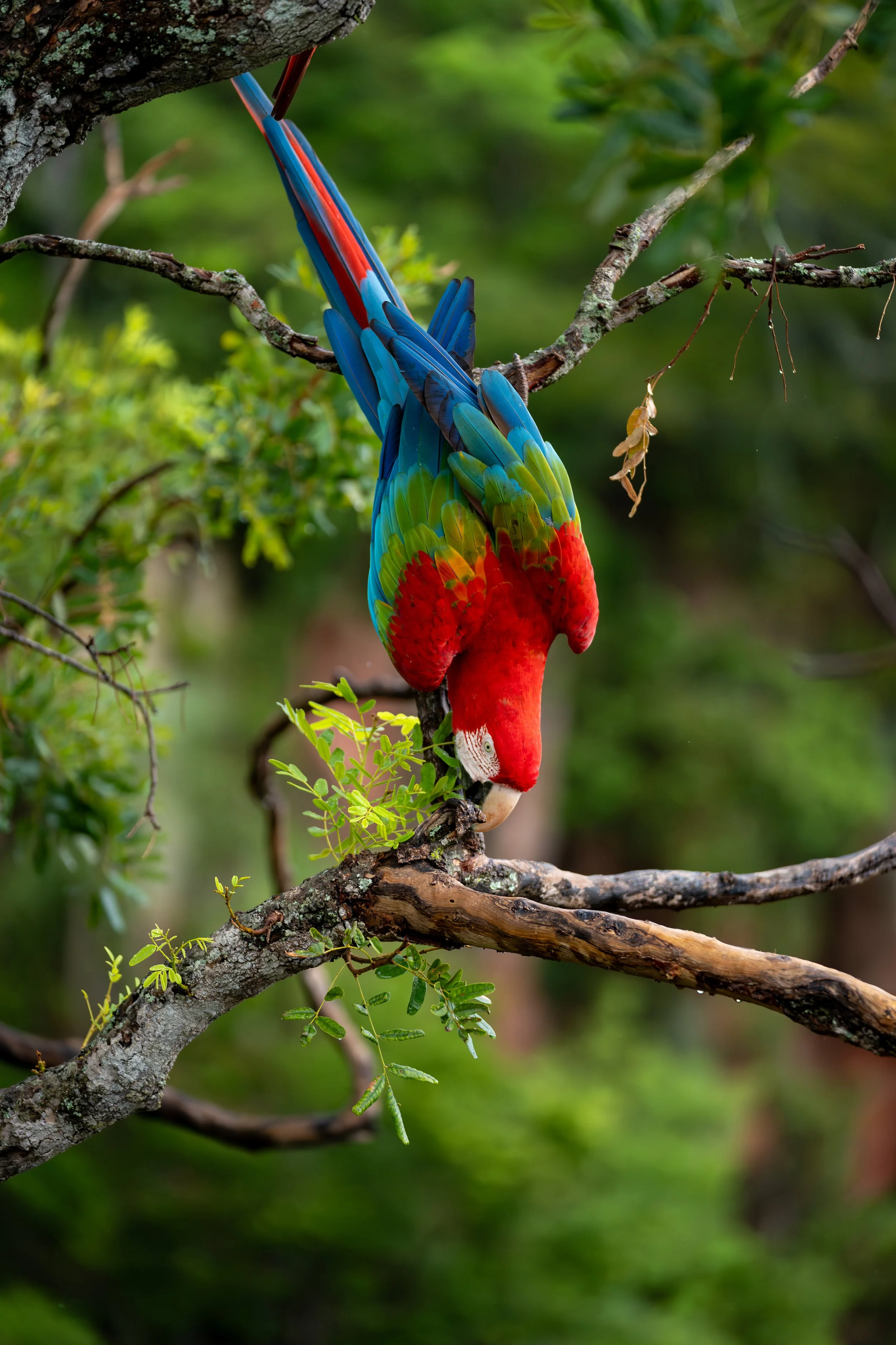 A colorful macaw hanging upside down on a tree branch surrounded by green foliage uin Bonito, Buraco das araras