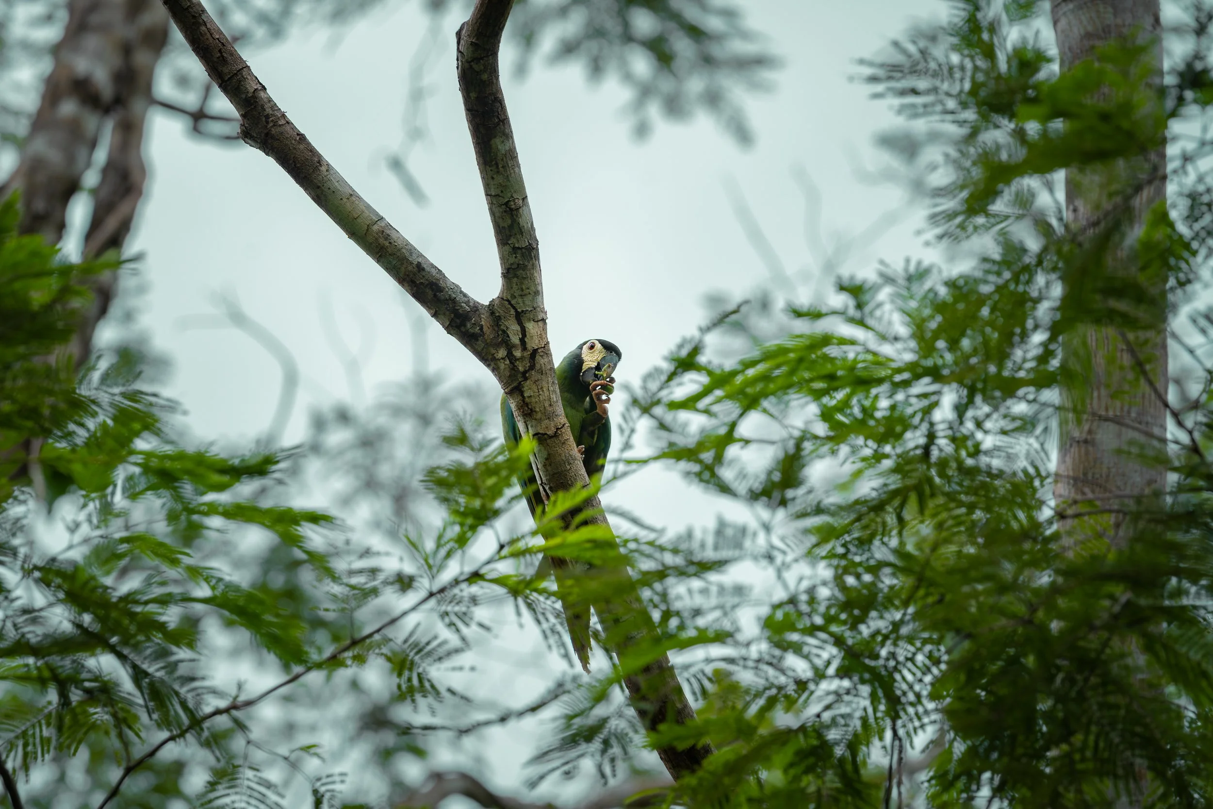 Parrot perched on a tree branch surrounded by green foliage