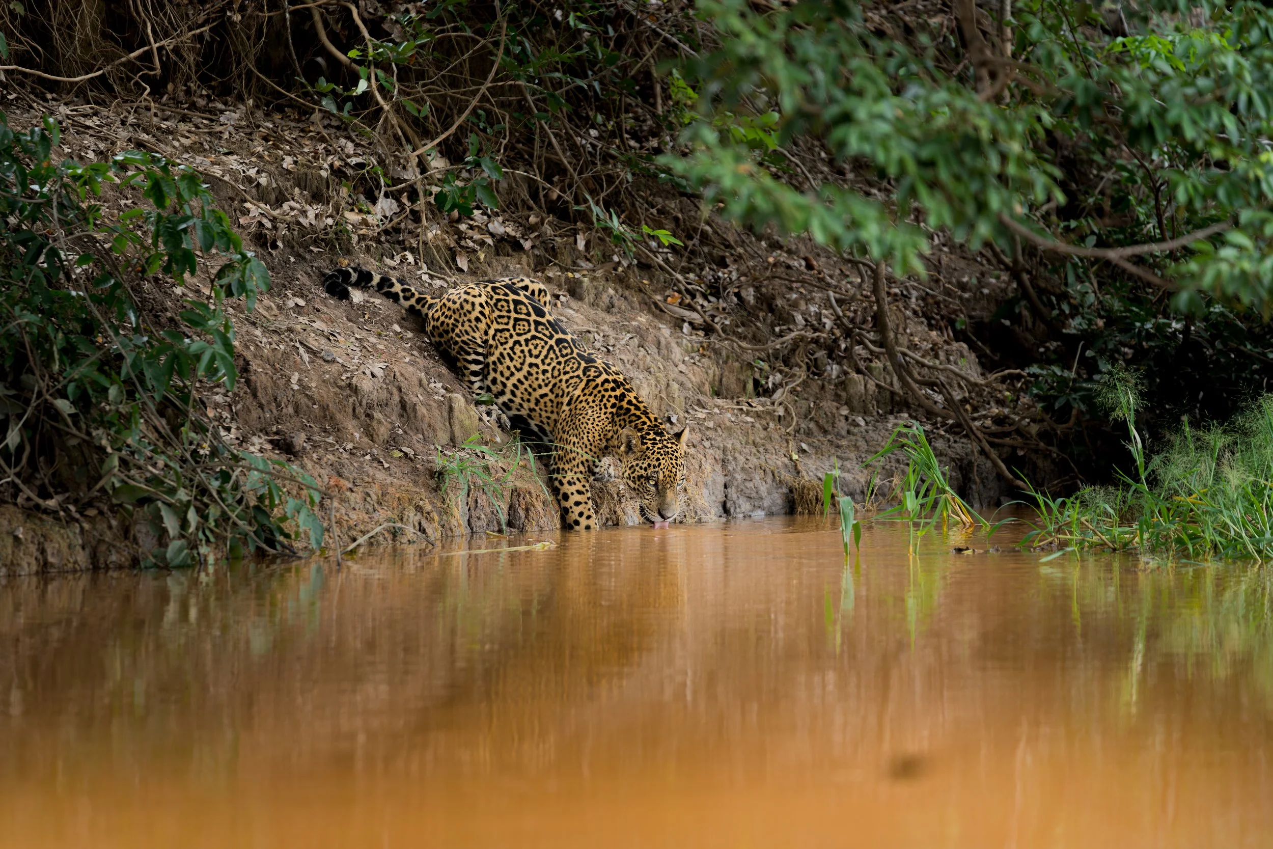 Jaguar drinking from a muddy riverbank in a lush, forested area, in Porto Joffre, Pantanal