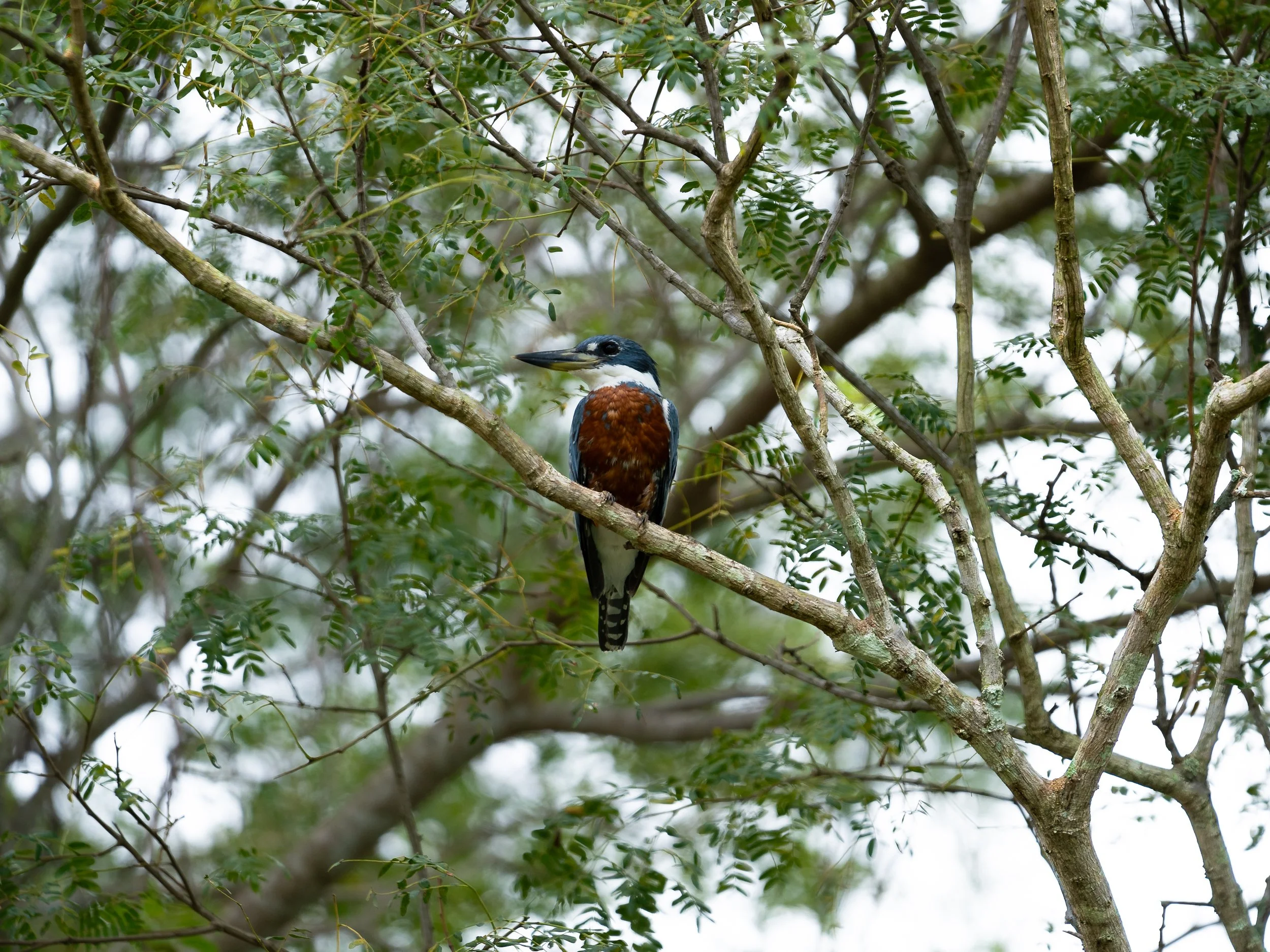 A bird with colorful plumage perched on a tree branch surrounded by green foliage.