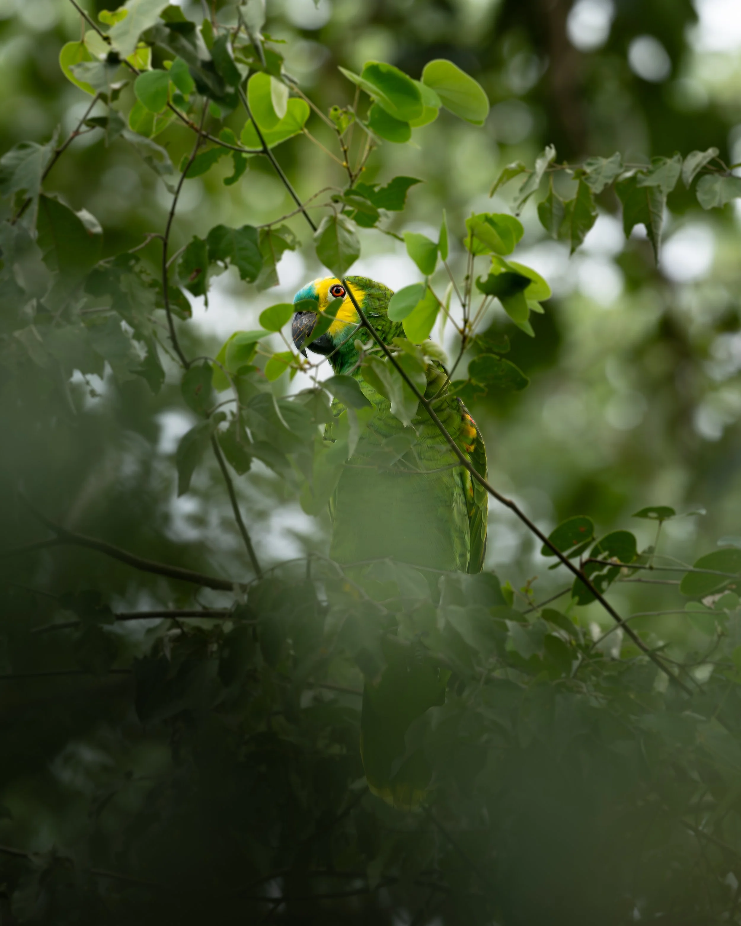 Green and yellow parrot peeking through tree branches with green leaves in the pantanal