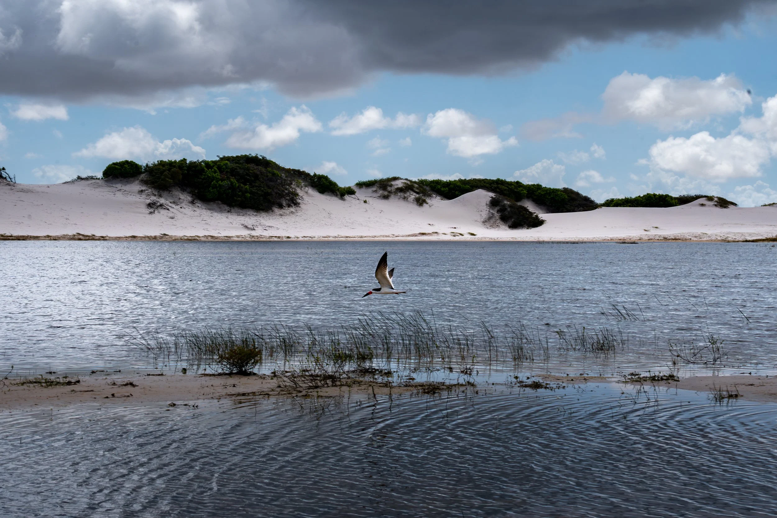 A landscape with a lake, white sandy dunes, green shrubbery, and a cloudy sky, with a bird flying over the water.