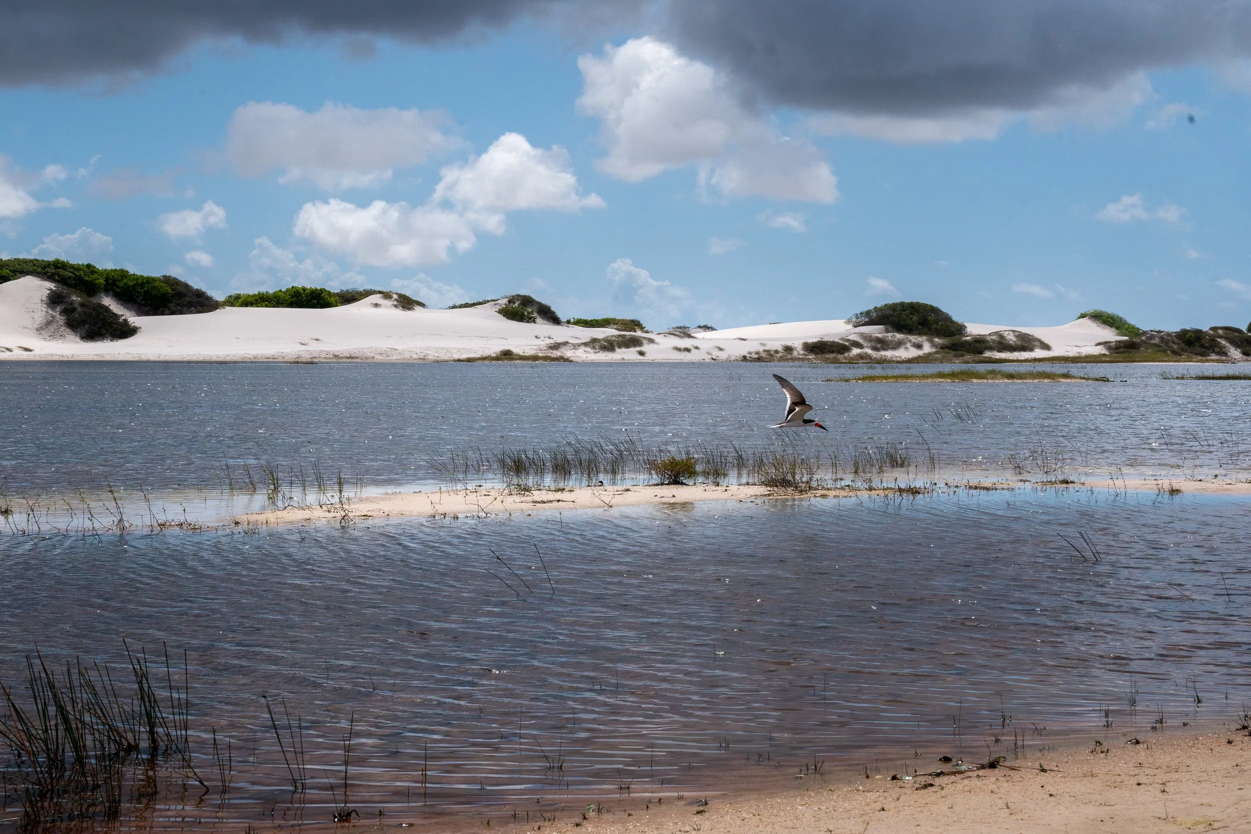 A coastal scene with a calm body of water, sandy shoreline with grasses, sand dunes with sparse vegetation in the background, and a seagull flying over the water under a partly cloudy sky.