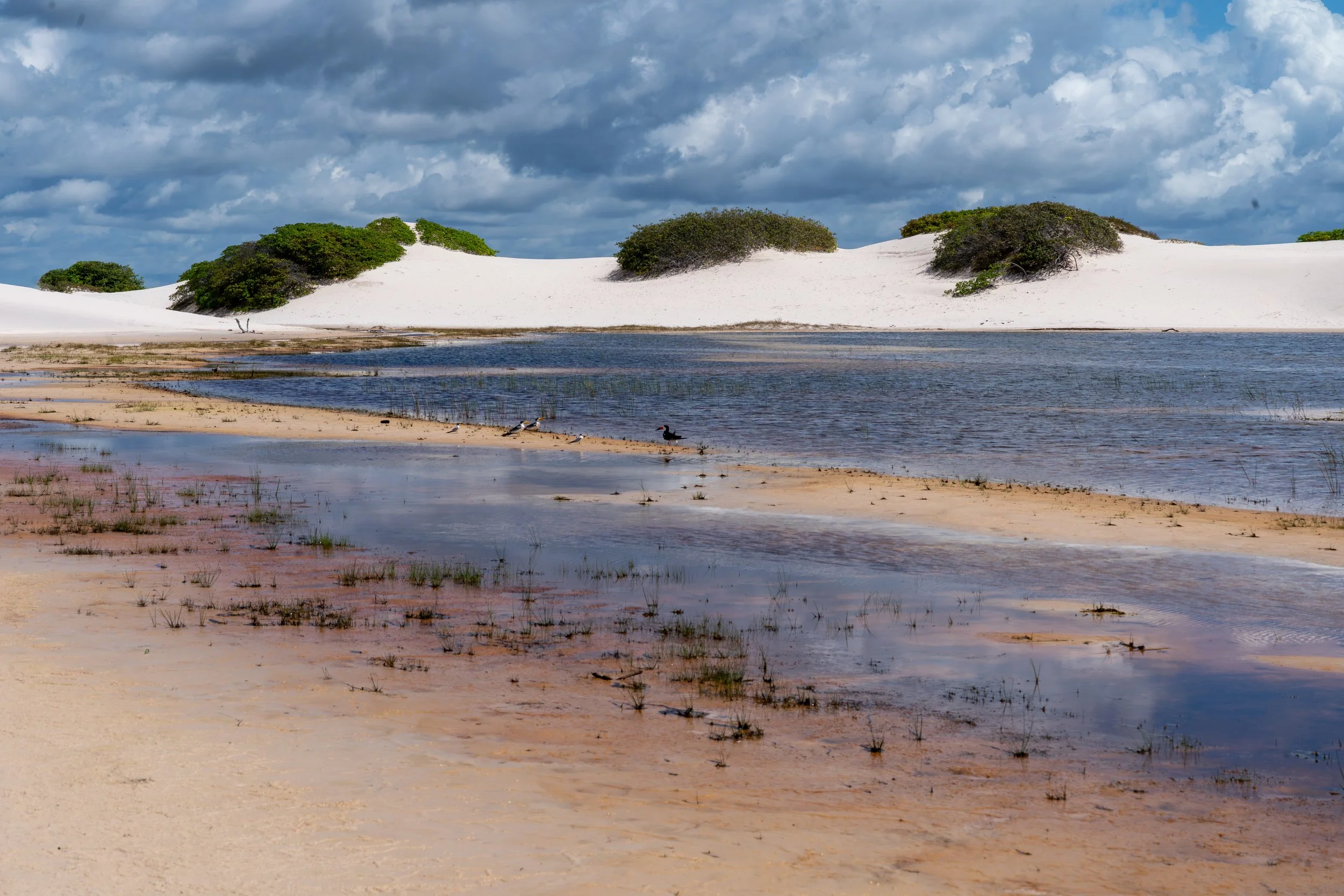 A serene landscape featuring a sandy beach with patches of grass, shallow water reflecting the cloudy sky, and white sand dunes with green bushes in the background under a partly cloudy sky.