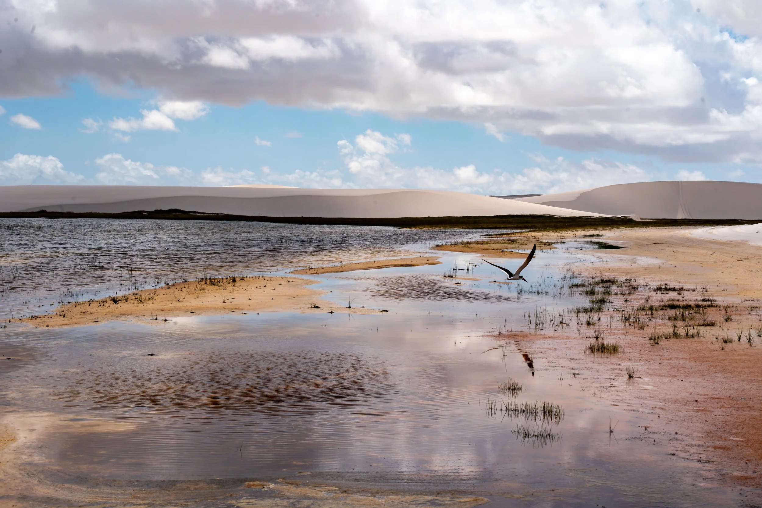 A desert landscape with white sand dunes in the background, a calm water body in the middle, a bird flying above the water, and patches of grass on the sandy shore with clouds in the sky.