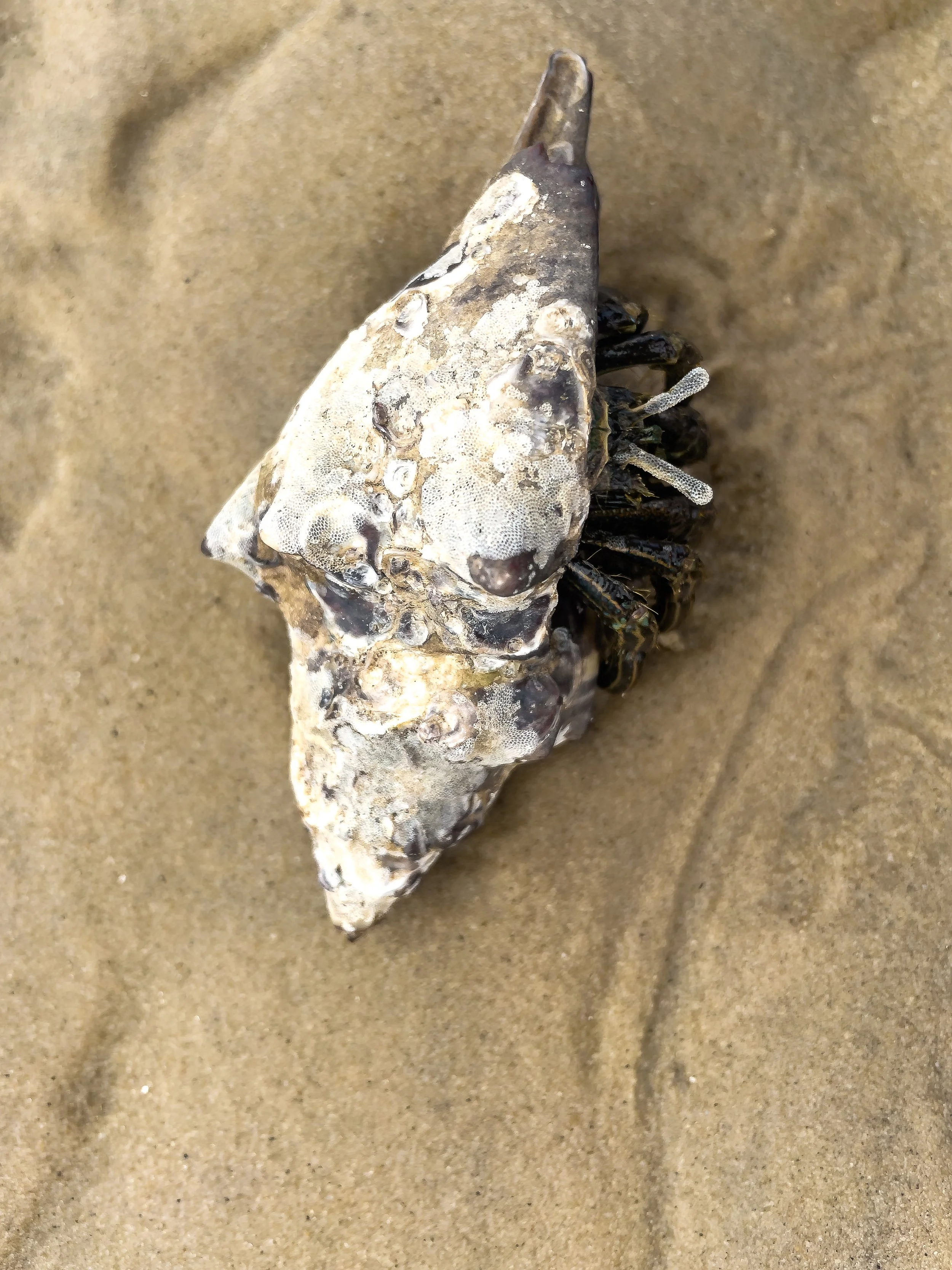 A weathered seashell with barnacles and marine growth, partially buried in tan sand.