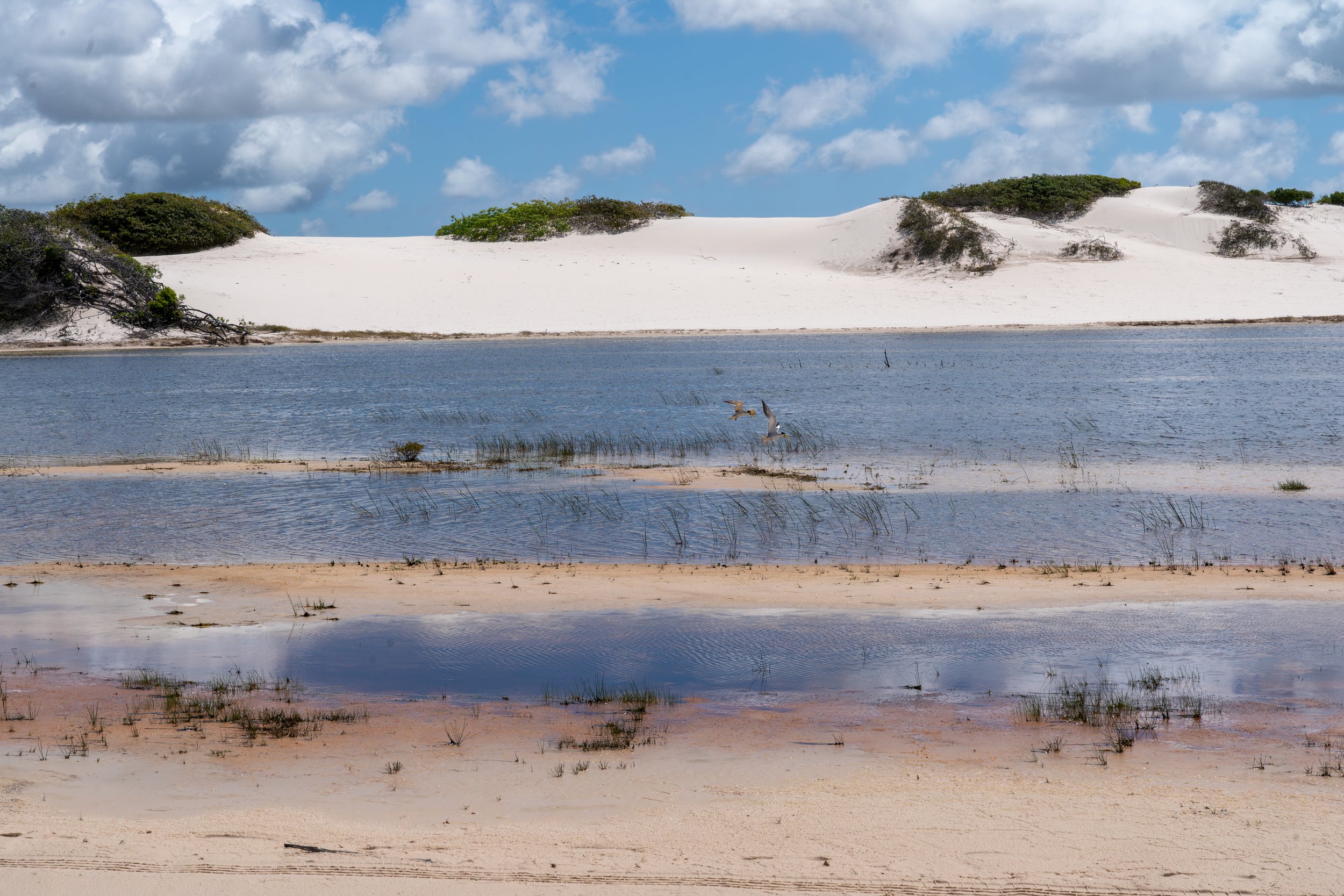 A coastal scene with blue sky and some clouds, featuring a sandy beach, water with grass patches, sand dunes in the background, and two birds flying over the water.