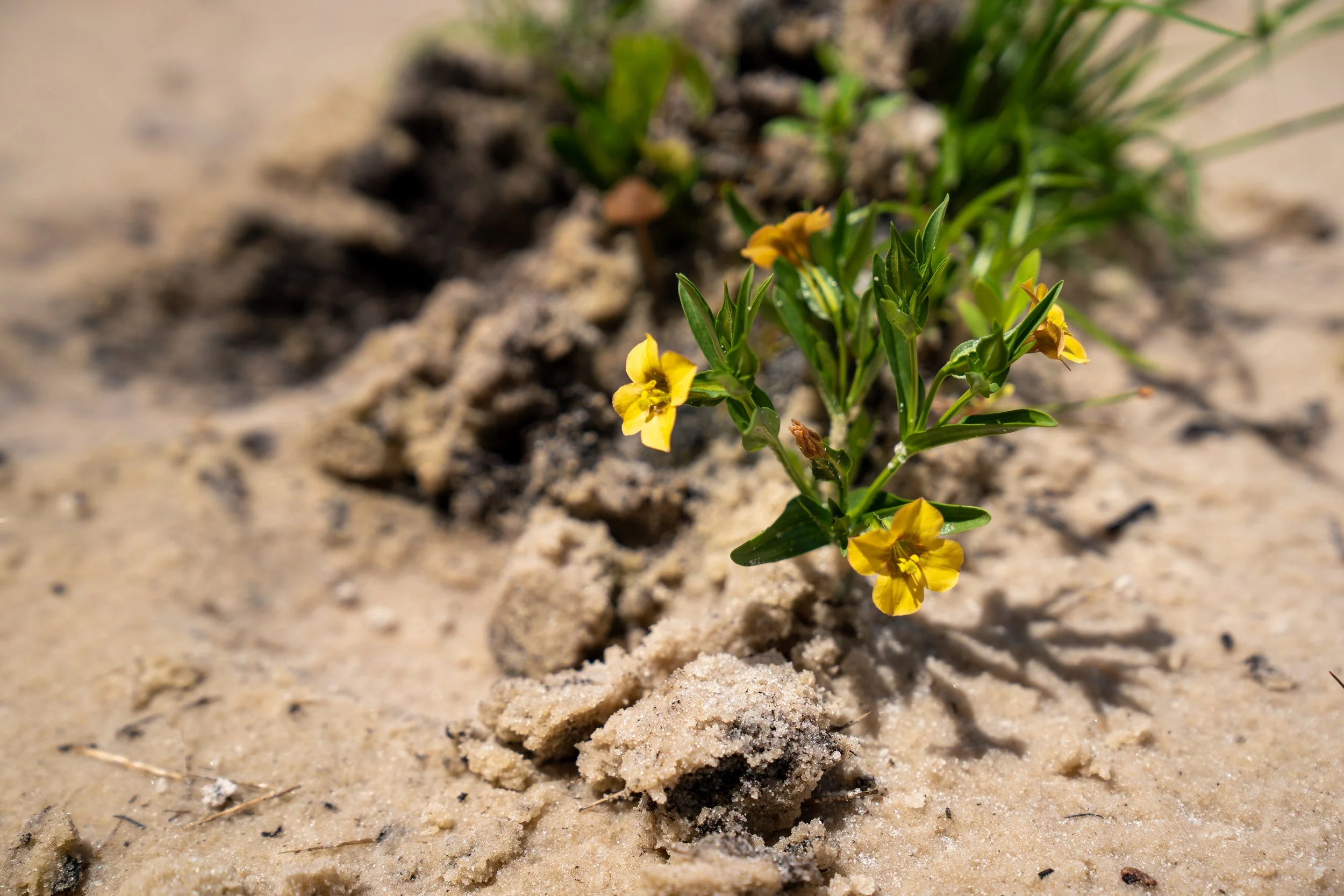 Small yellow flowers growing in sandy soil with sparse vegetation around.