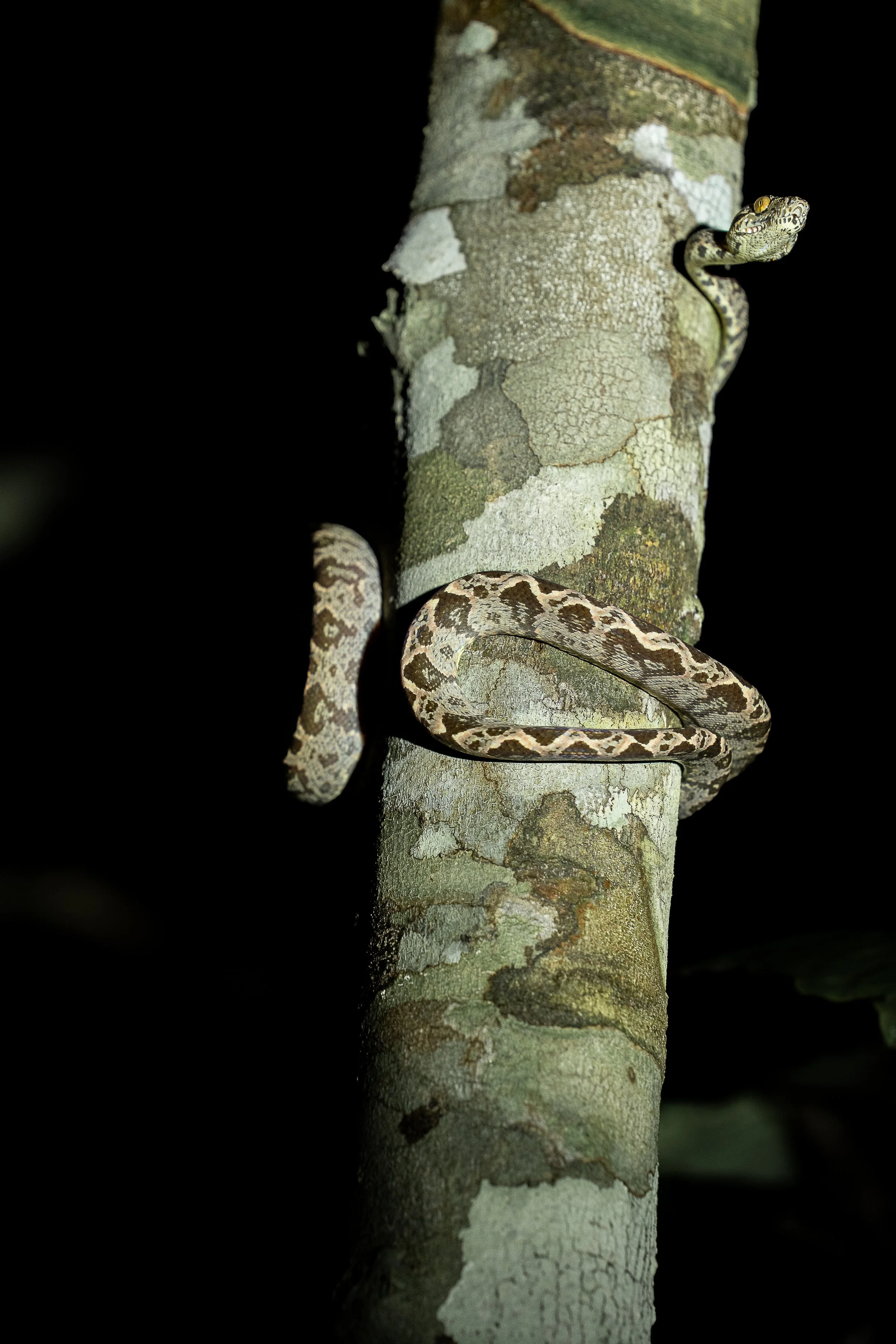 Snake camouflaged on a tree trunk at night, tree boa, corallus hortulanus
