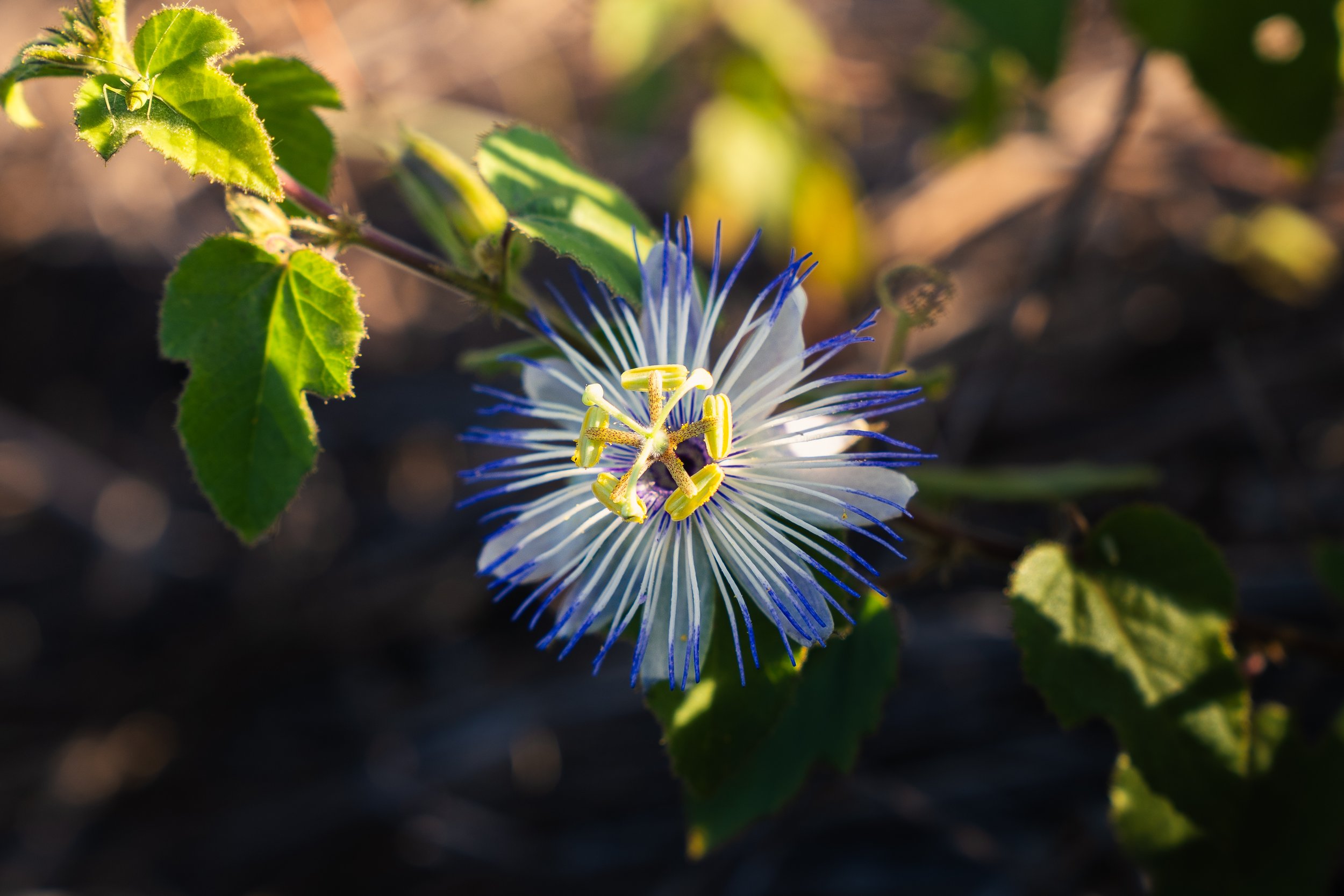 Close-up of a passionflower with white and purple filaments, yellow stamens, and green leaves in sunlight.