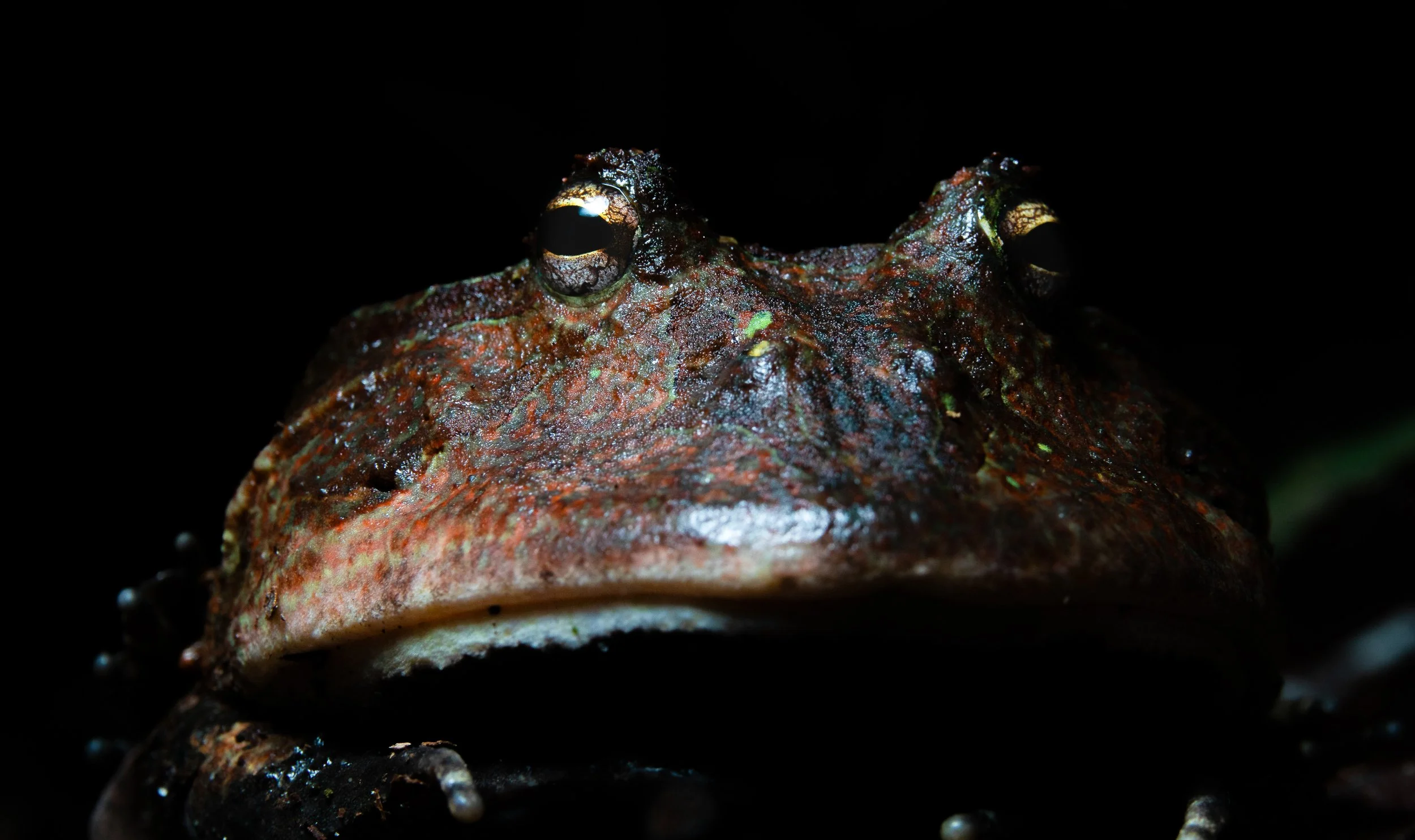 frog.jpg