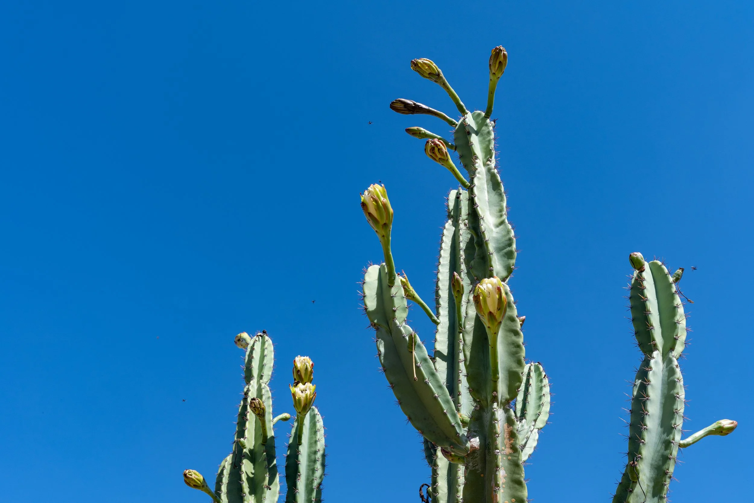 Tall cactus plant with green pads and yellow flower buds against a clear blue sky.