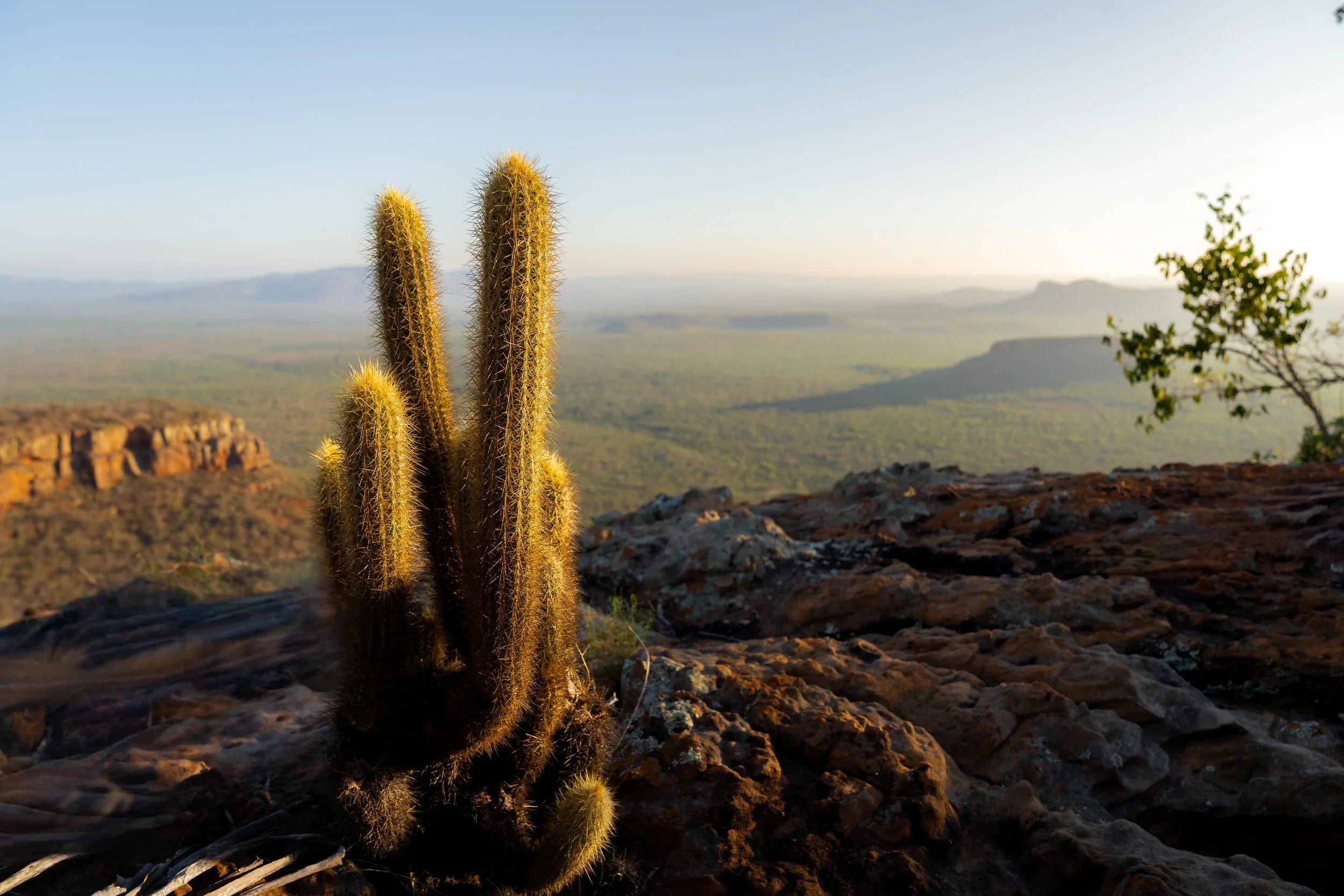 Cactus on rocky terrain overlooking a vast desert landscape with distant plateaus and sparse vegetation