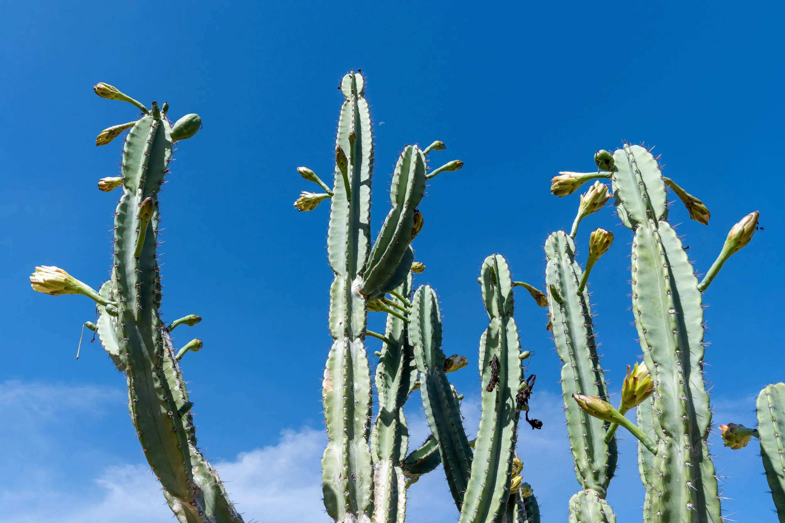 Tall cactus plants with yellow flowers growing against a bright blue sky.