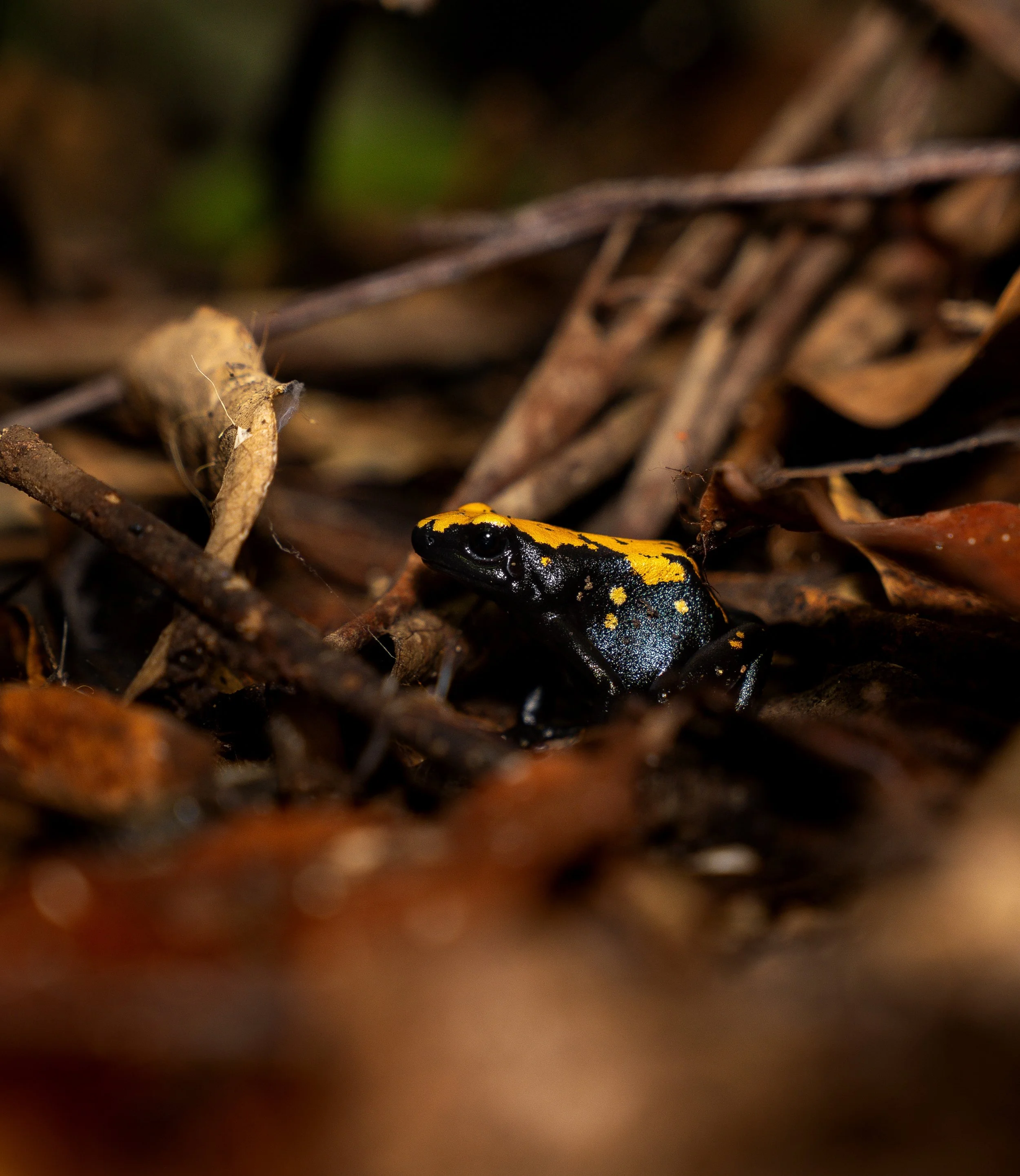 Adelphobates galactonotus