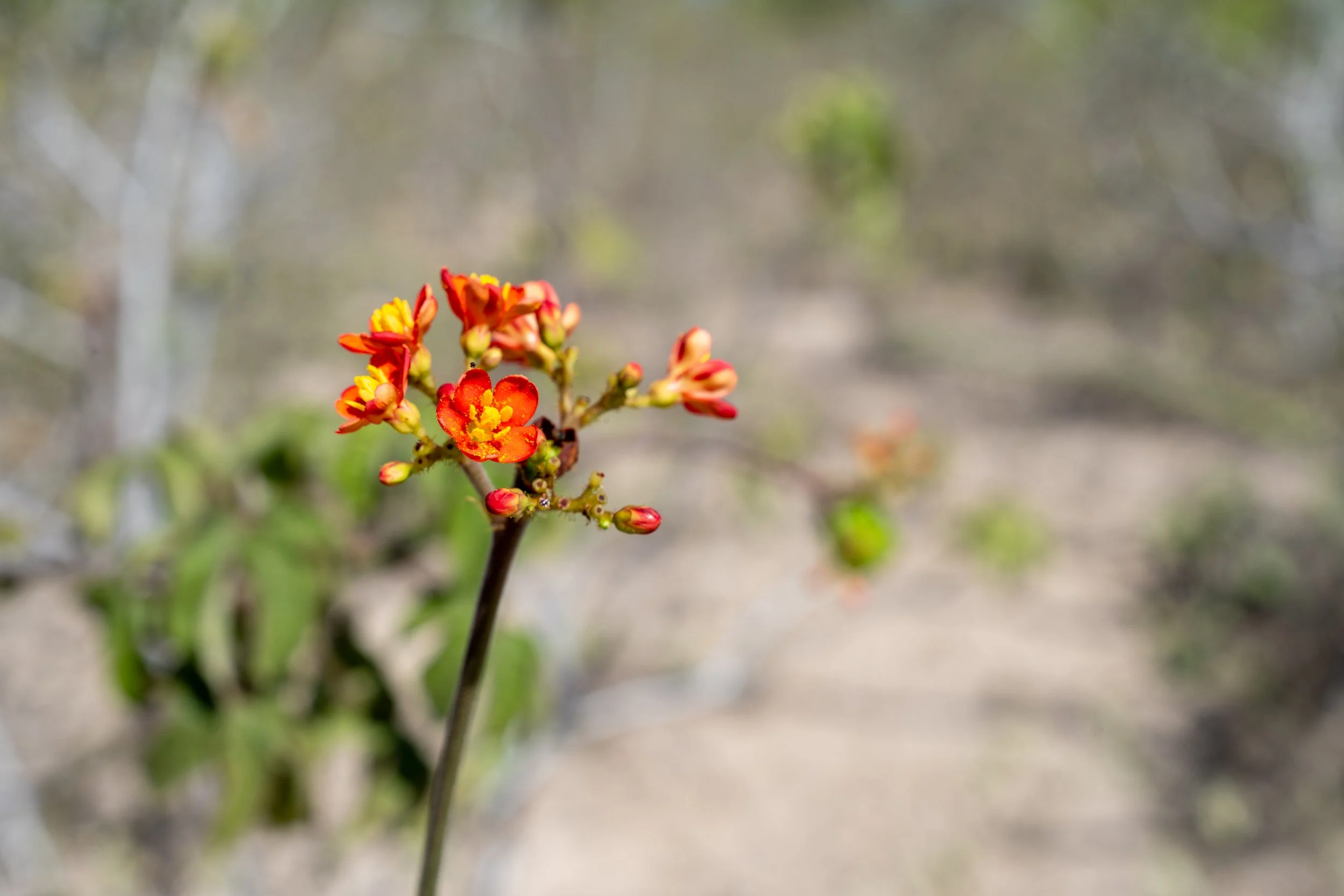 Close-up of a small red and yellow flower with multiple buds on a thin stem, blurred background with soil and green plants.