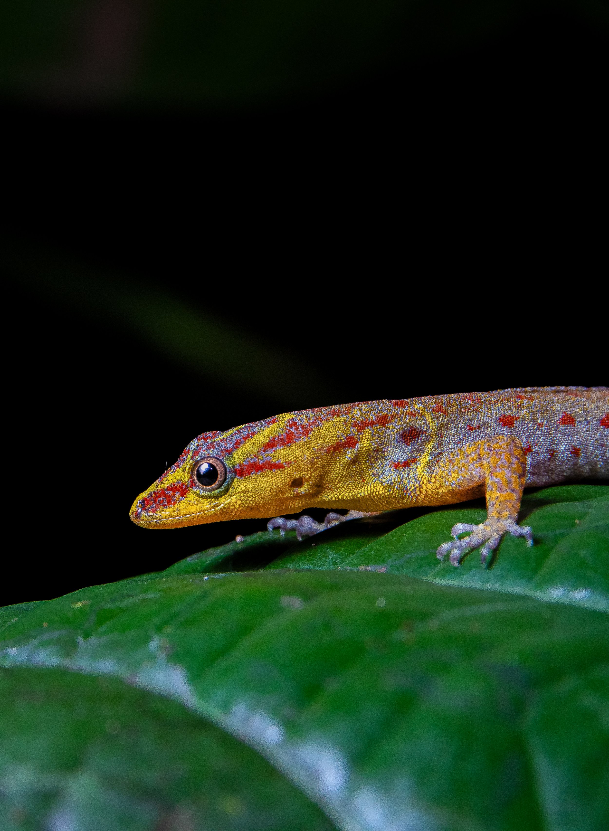 lizard close up.jpg