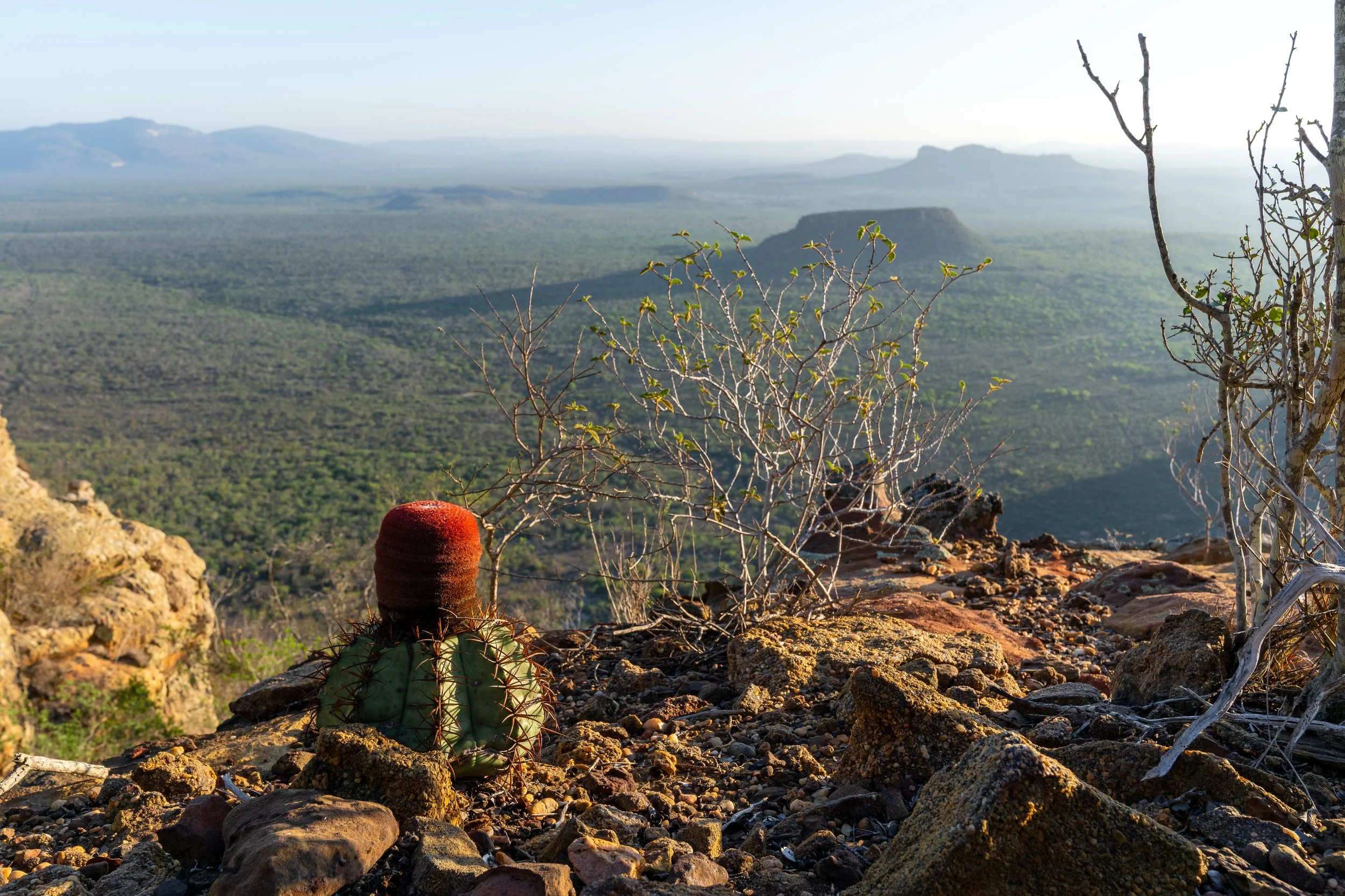 Desert landscape with a cactus in the foreground and rolling hills and mesas in the distance.
