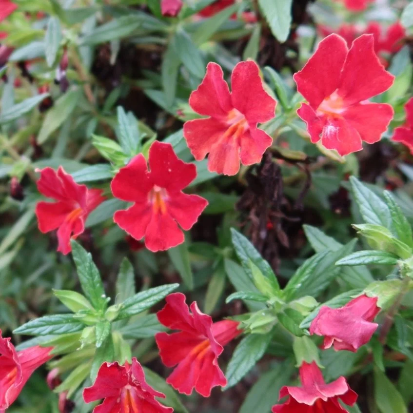 No plant is fireproof, but California natives can reduce wildfire vulnerability while supporting biodiversity in our region.