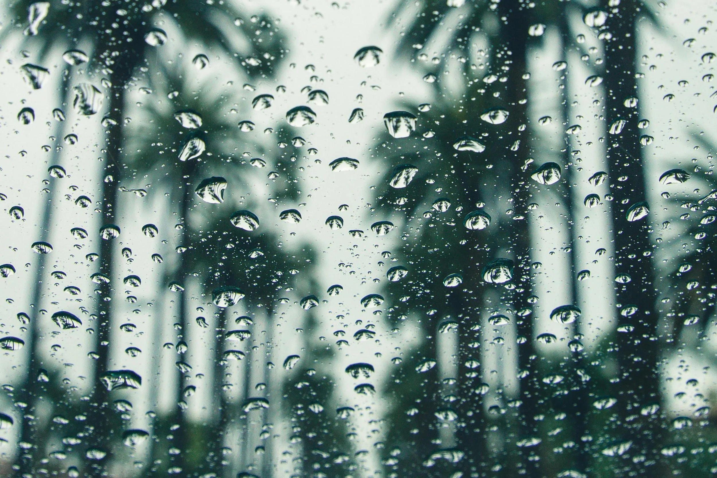 View of raindrops with California palm trees in the background