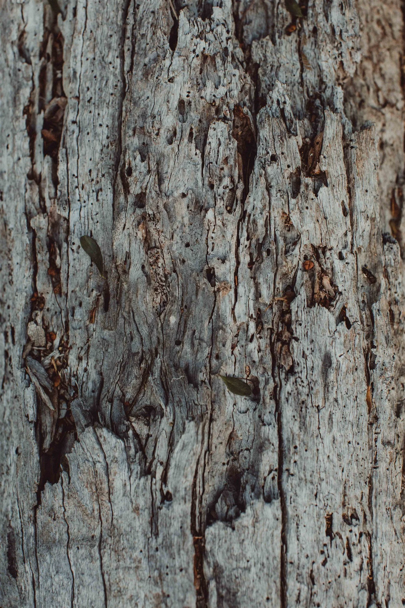 Close-up view of tree bark showing its rough, textured surface with vertical grooves and cracks.