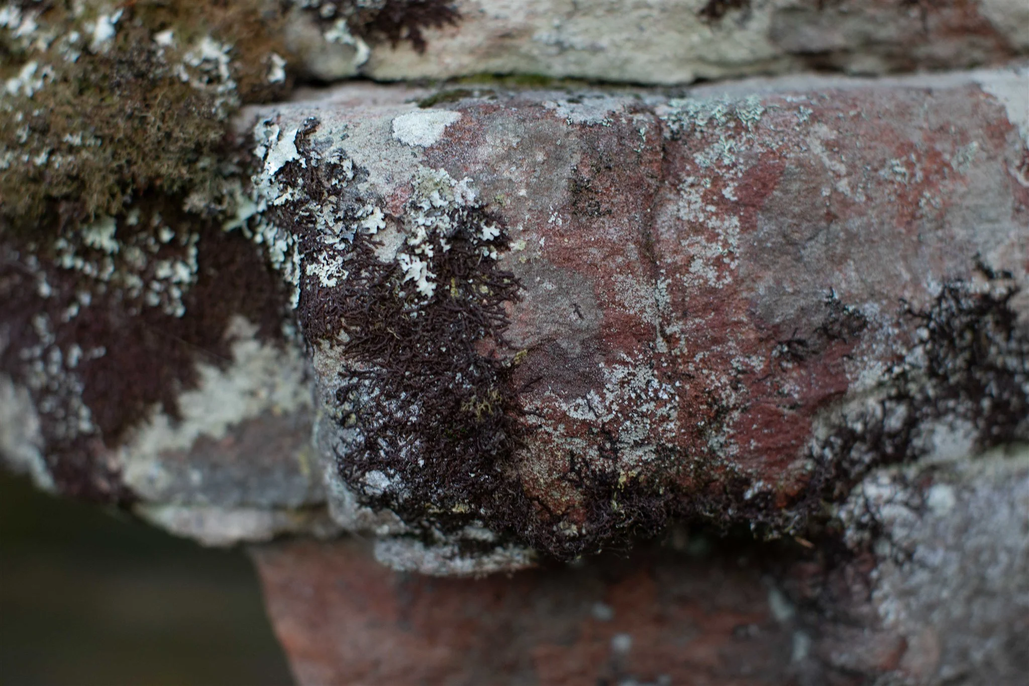 Close-up of tree bark covered with moss, lichen, and dark brown fungi.