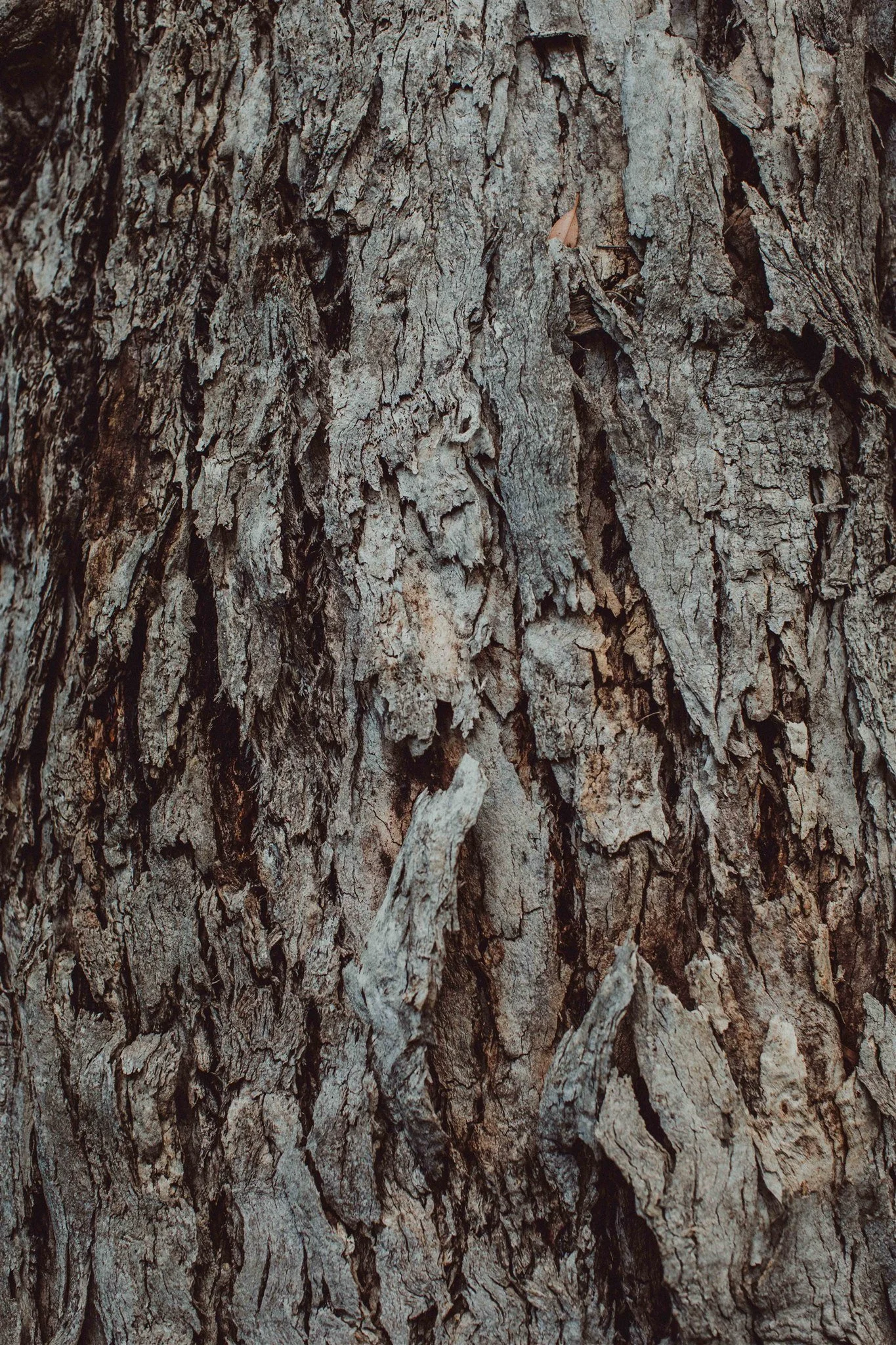 Close-up of tree bark with rough, textured surface and vertical cracks.