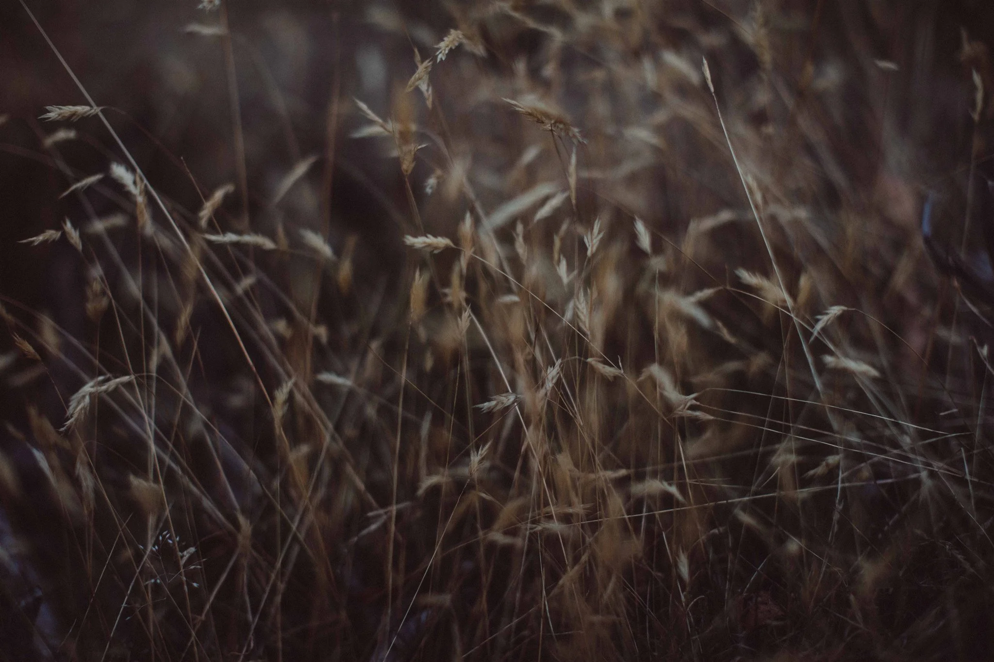 Close-up shot of dry brown grass and plant stems in a natural outdoor setting.