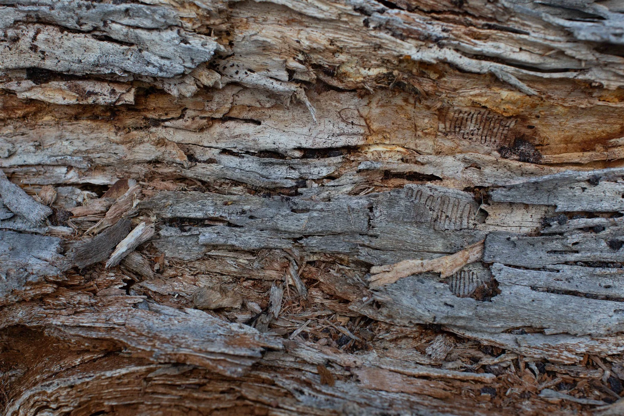 Close-up of a textured, weathered tree bark with a rough, layered surface in shades of gray and brown.