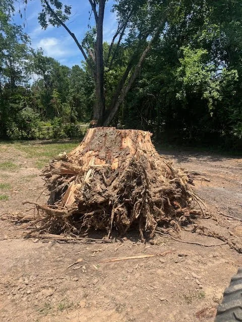 Stump Removal