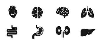 Row of medical icons representing heart, brain, lungs, digestive system, stomach, kidneys, liver.