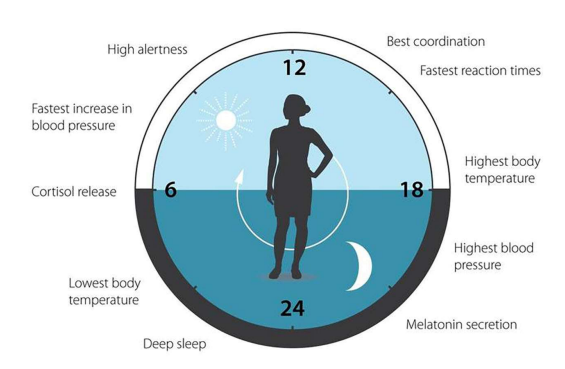 A 24-hour circadian clock diagram illustrating body temperature, blood pressure, cortisol release, melatonin secretion, and sleep cycle with daytime and nighttime segments.