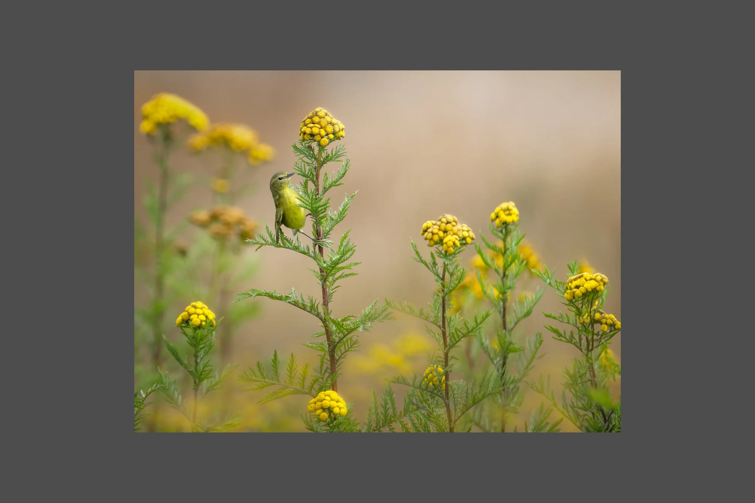 Orange Crowned Warbler