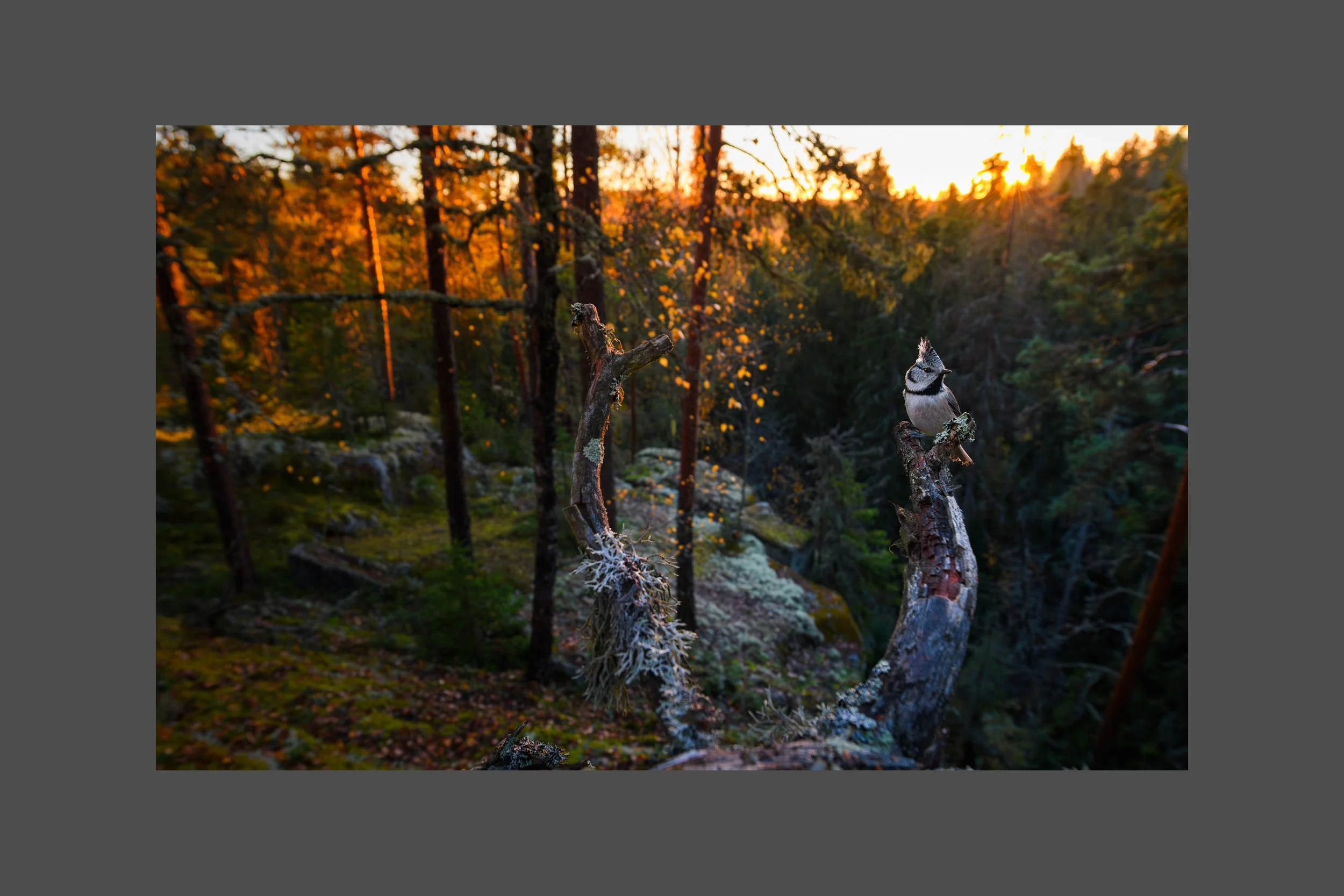 Guardian Of The Forest