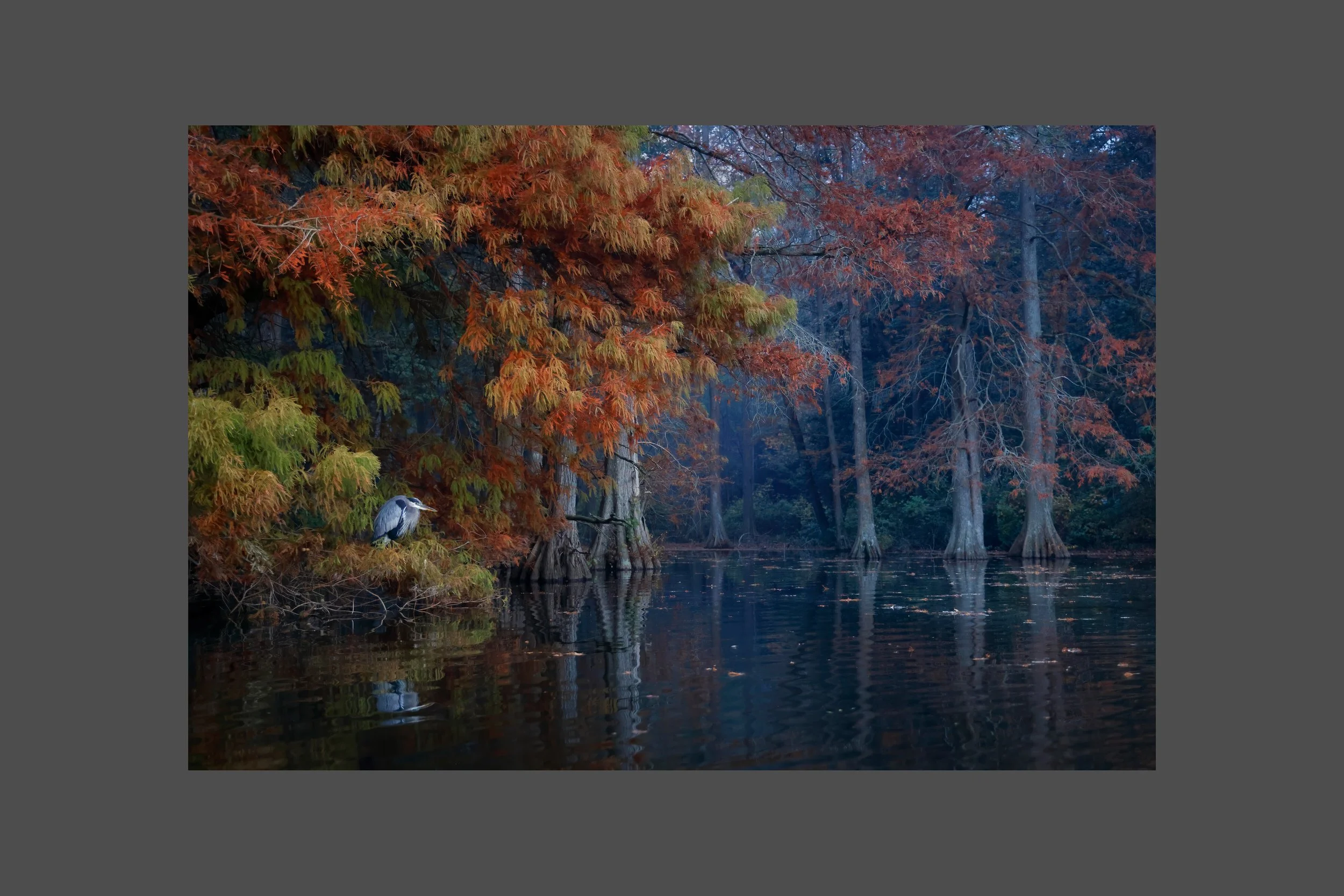 Autumn Cypress