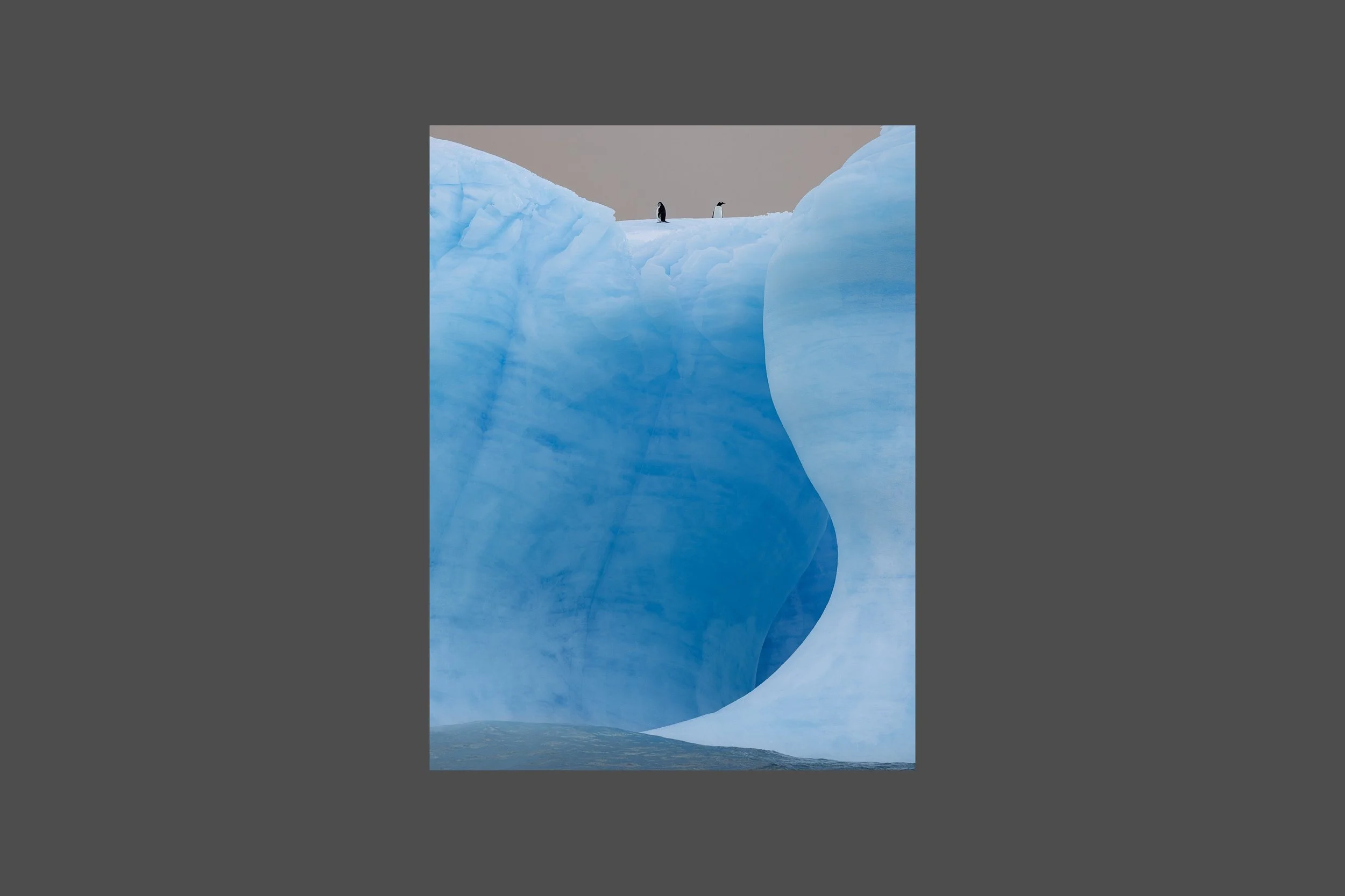 Gentoo Penguins on Iceberg