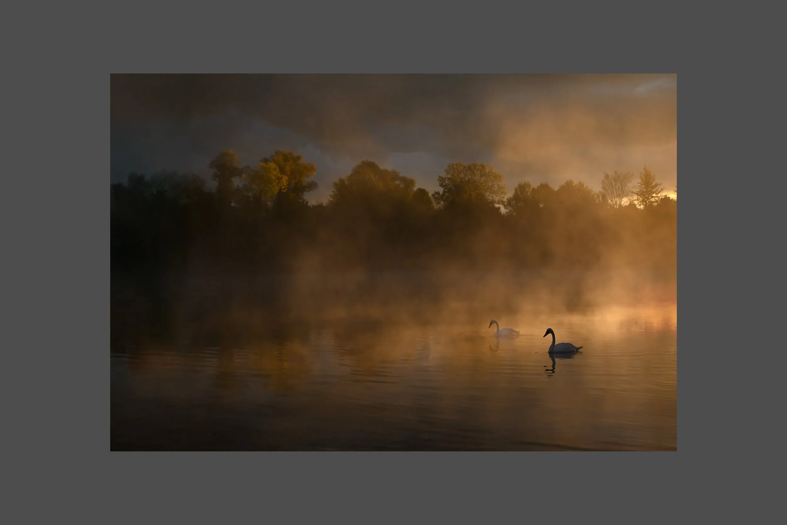 Trumpeter Swans and November Clouds
