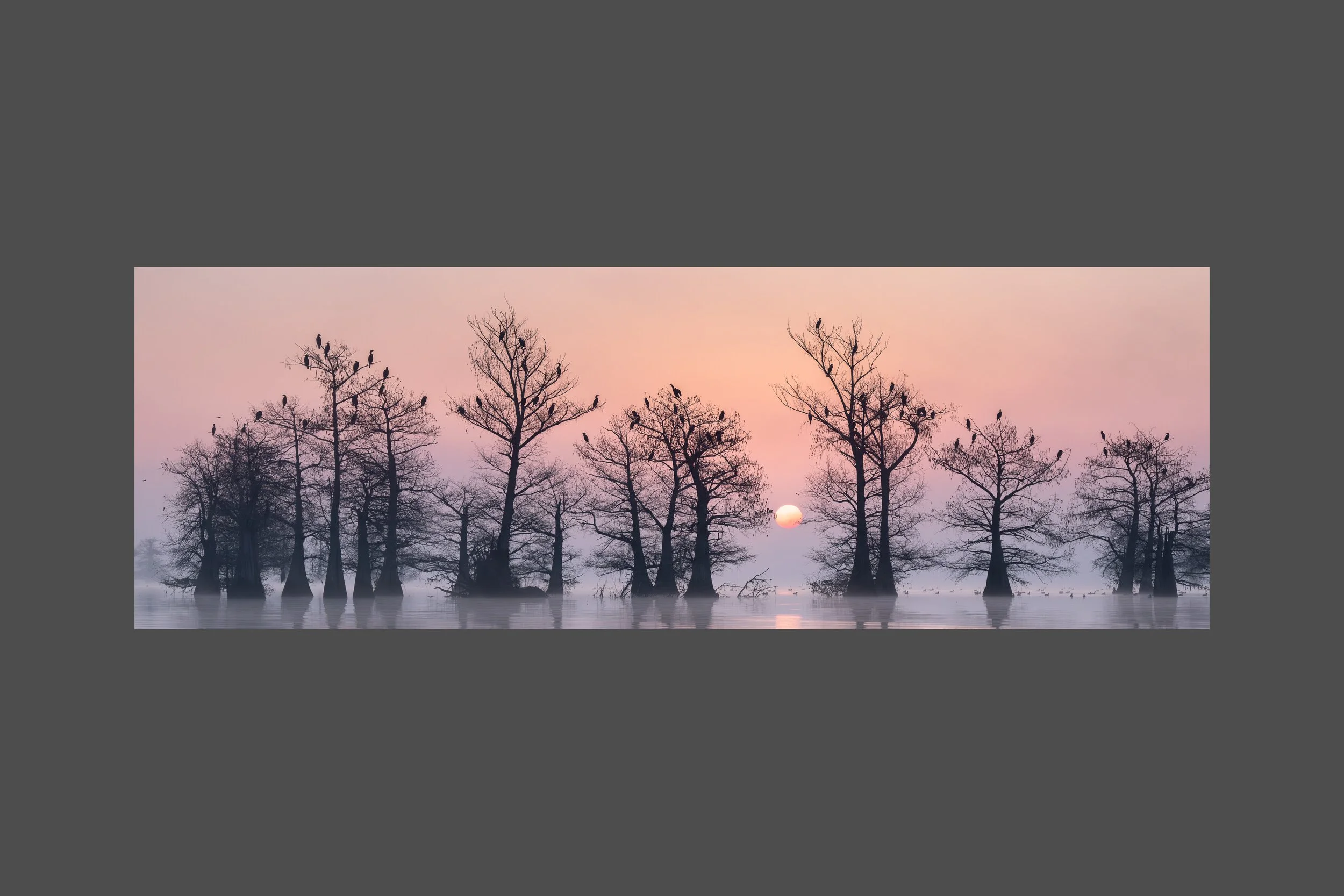 Cypress Stand at Daybreak