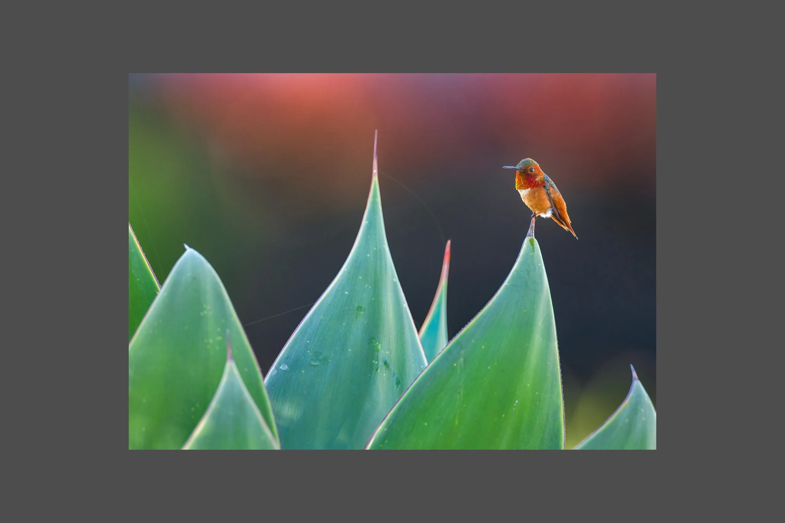 Tiny King of the Agave