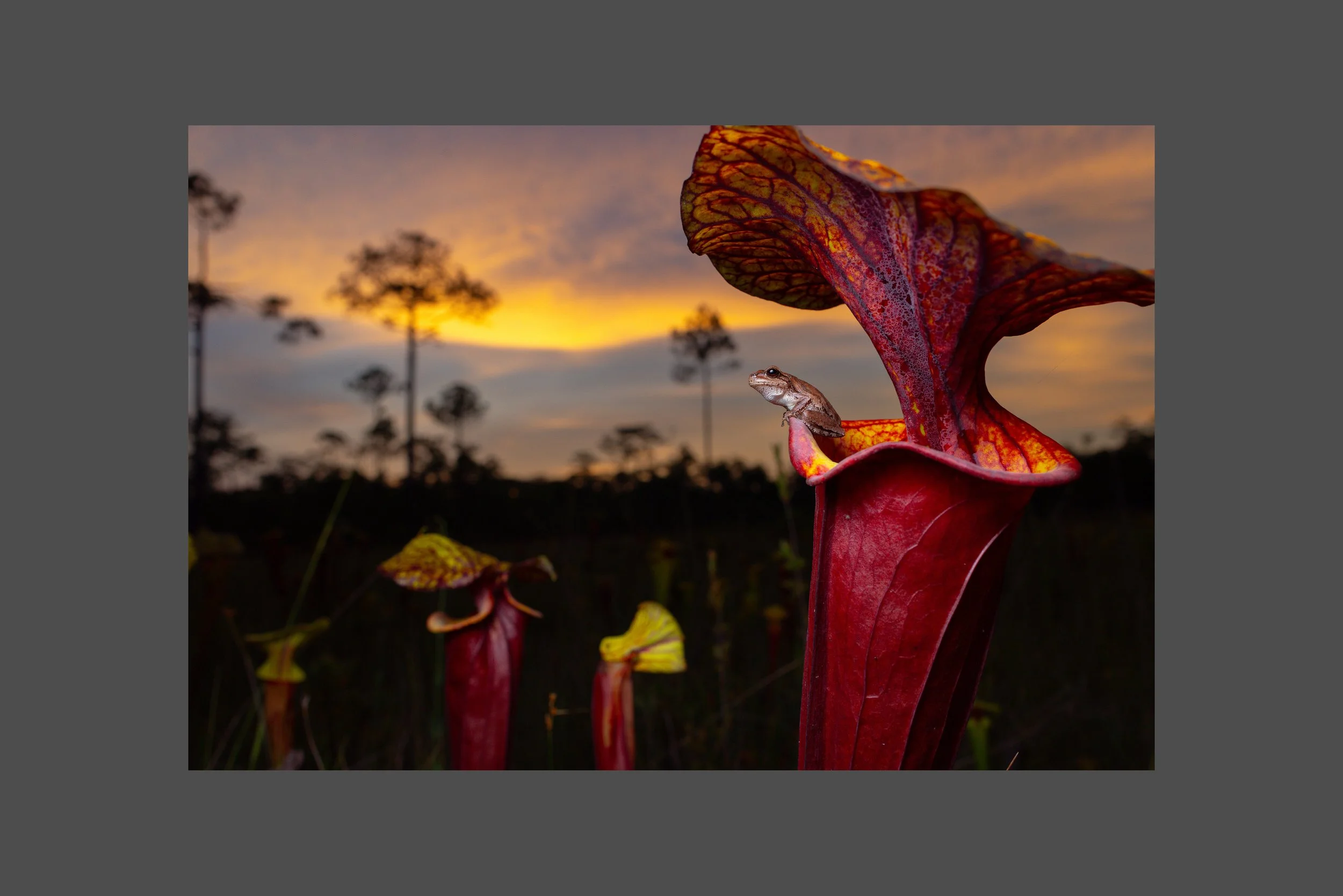 Partners in a Strange World