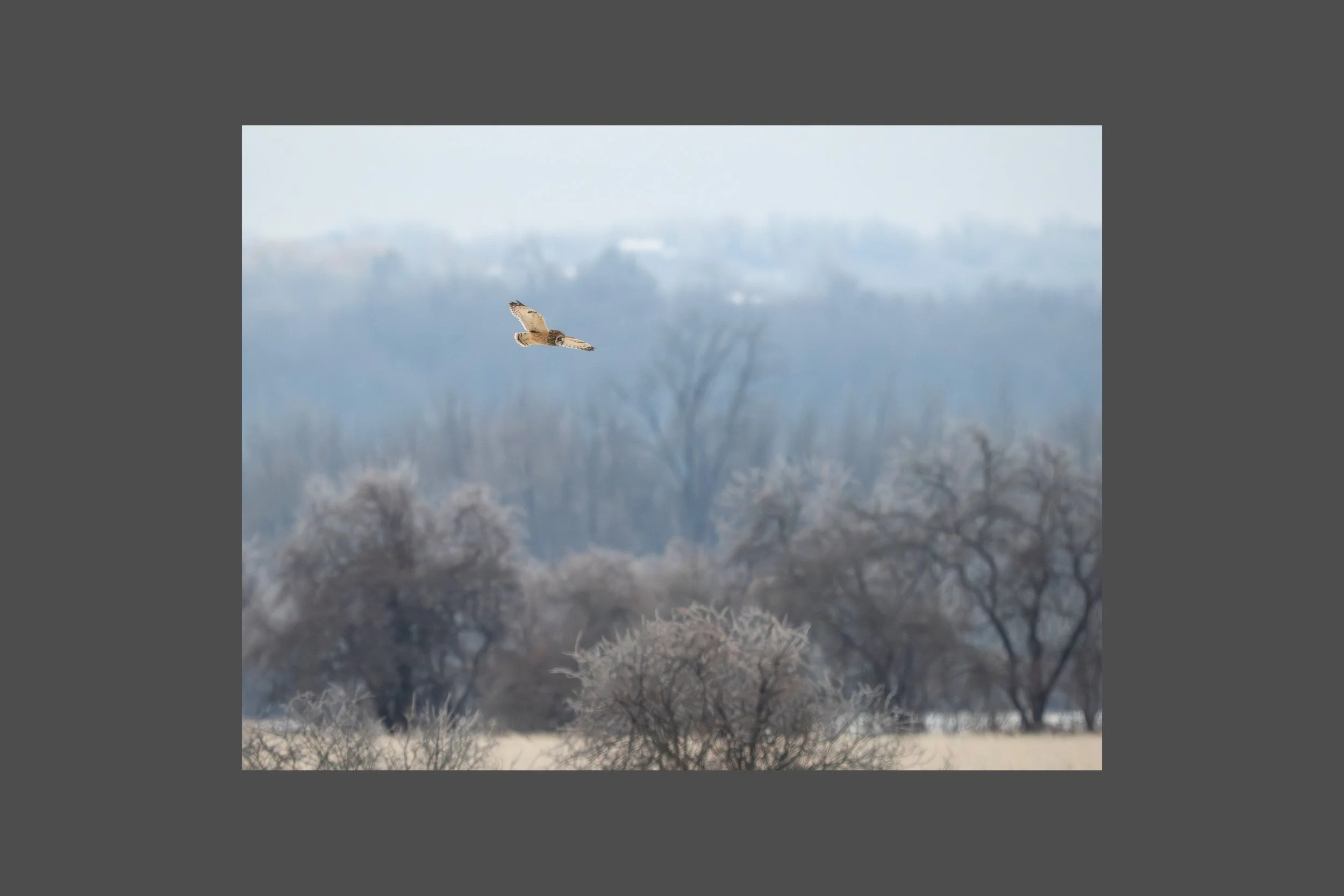 Wintertime and Short-eared Owl