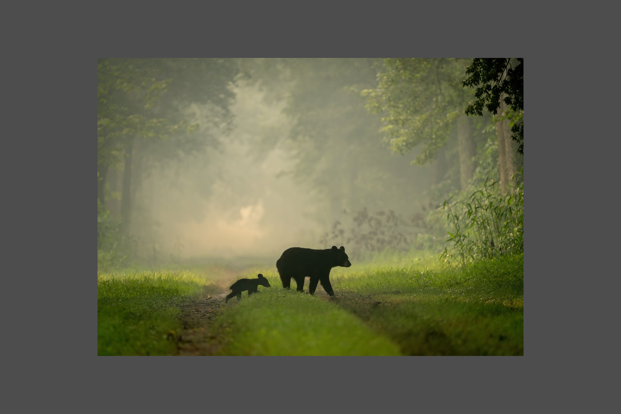 Follow in my footsteps