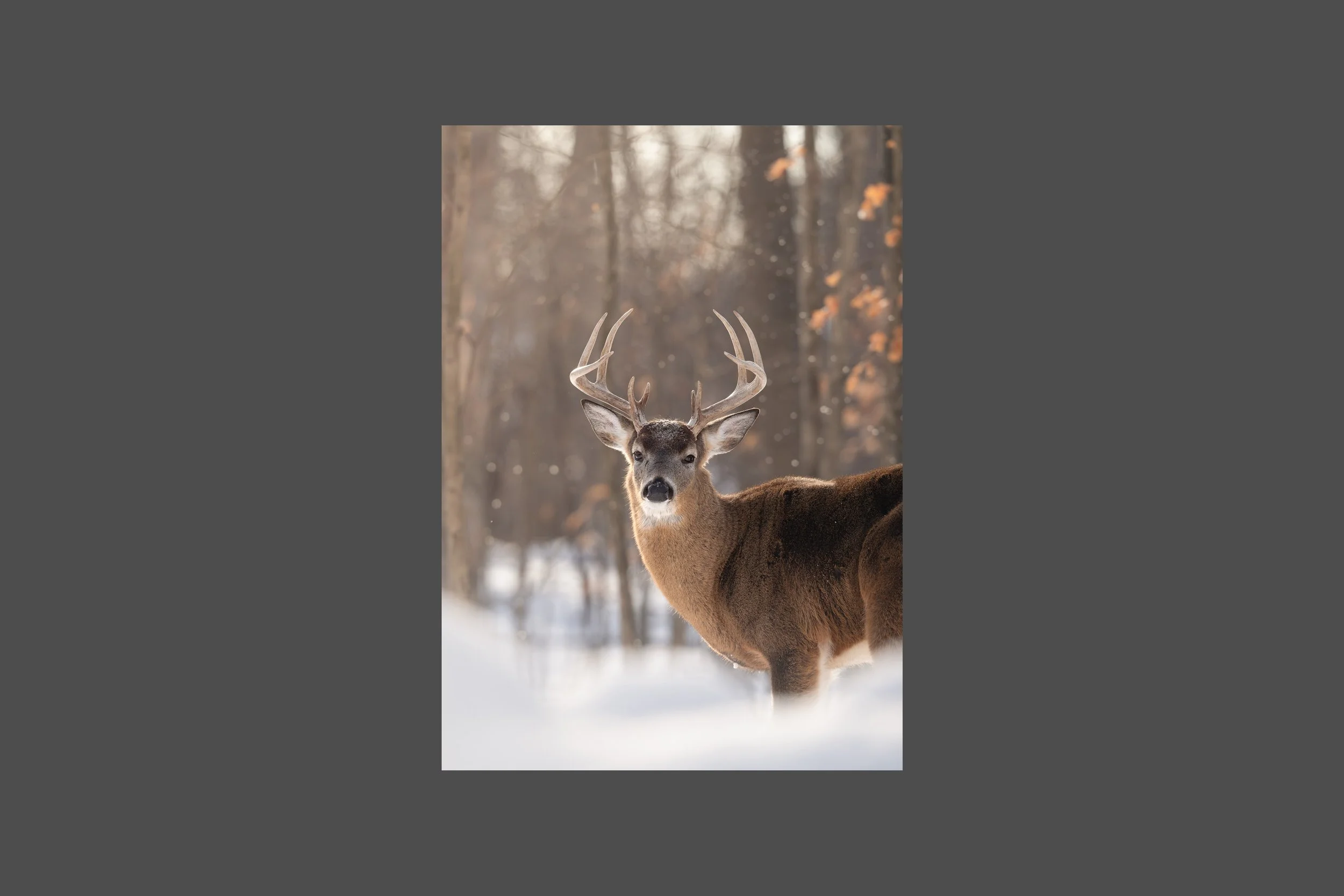 Winter's Warm Embrace